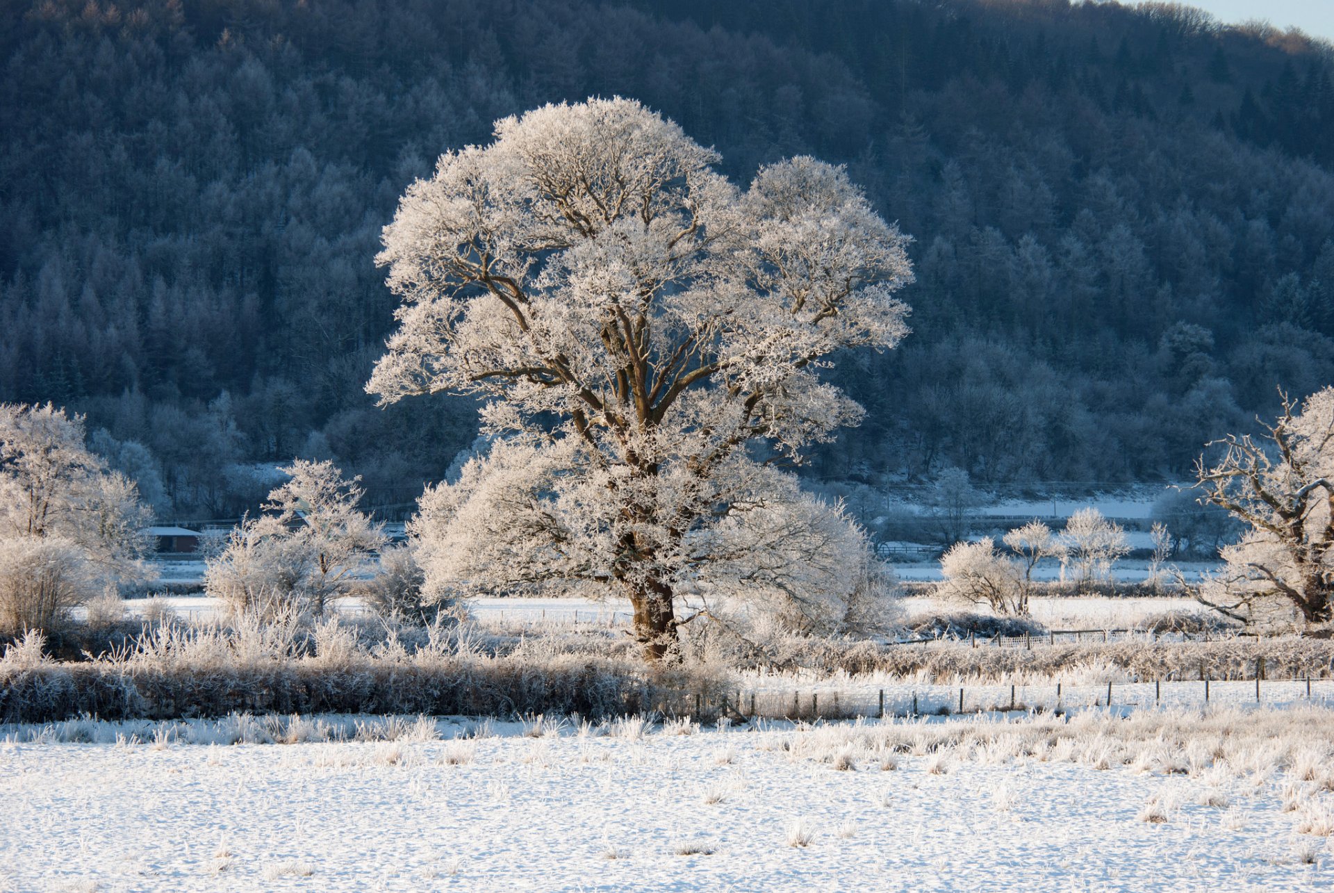 colline pente forêt arbres arbre clôture arbuste givre neige hiver