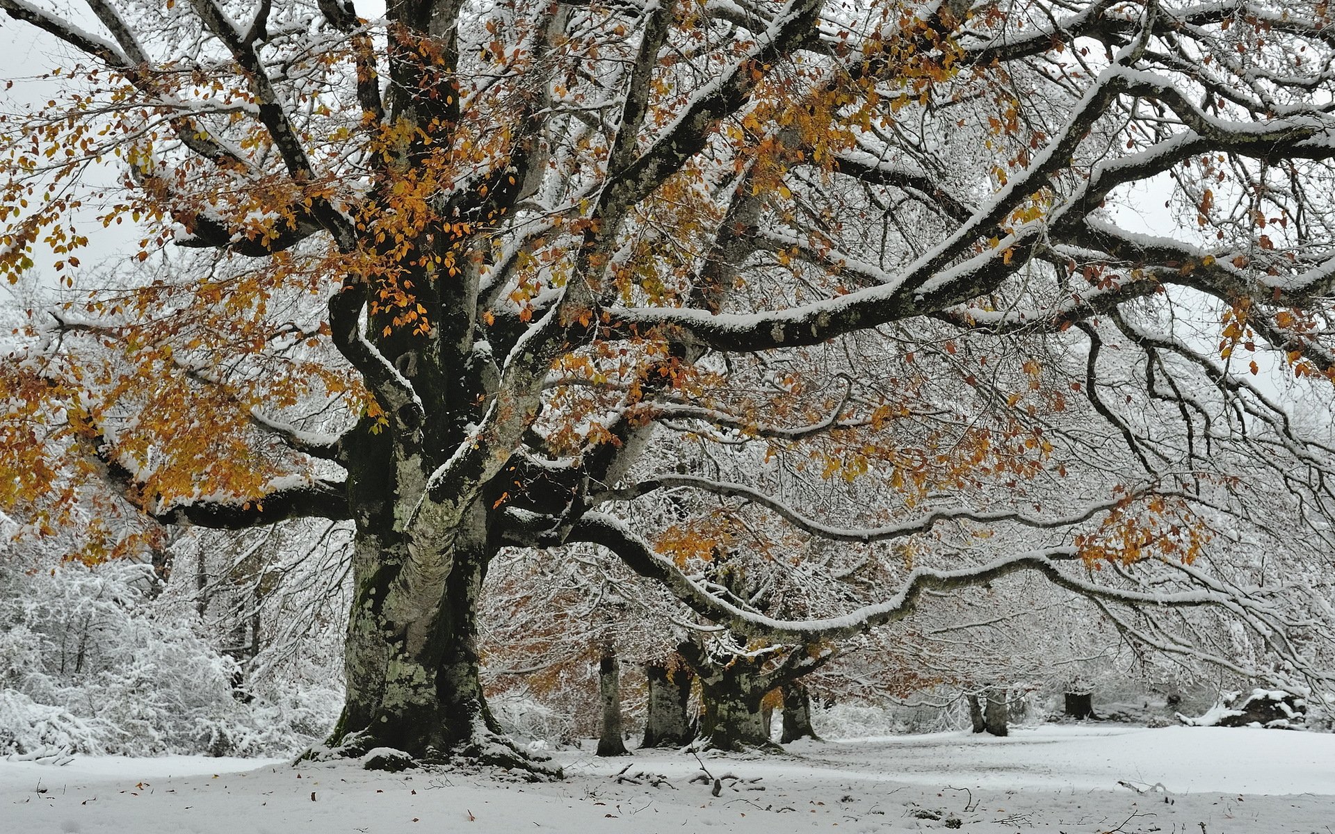 árbol nieve otoño naturaleza