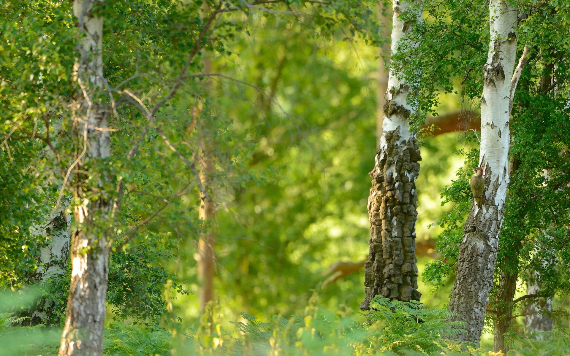 estate natura