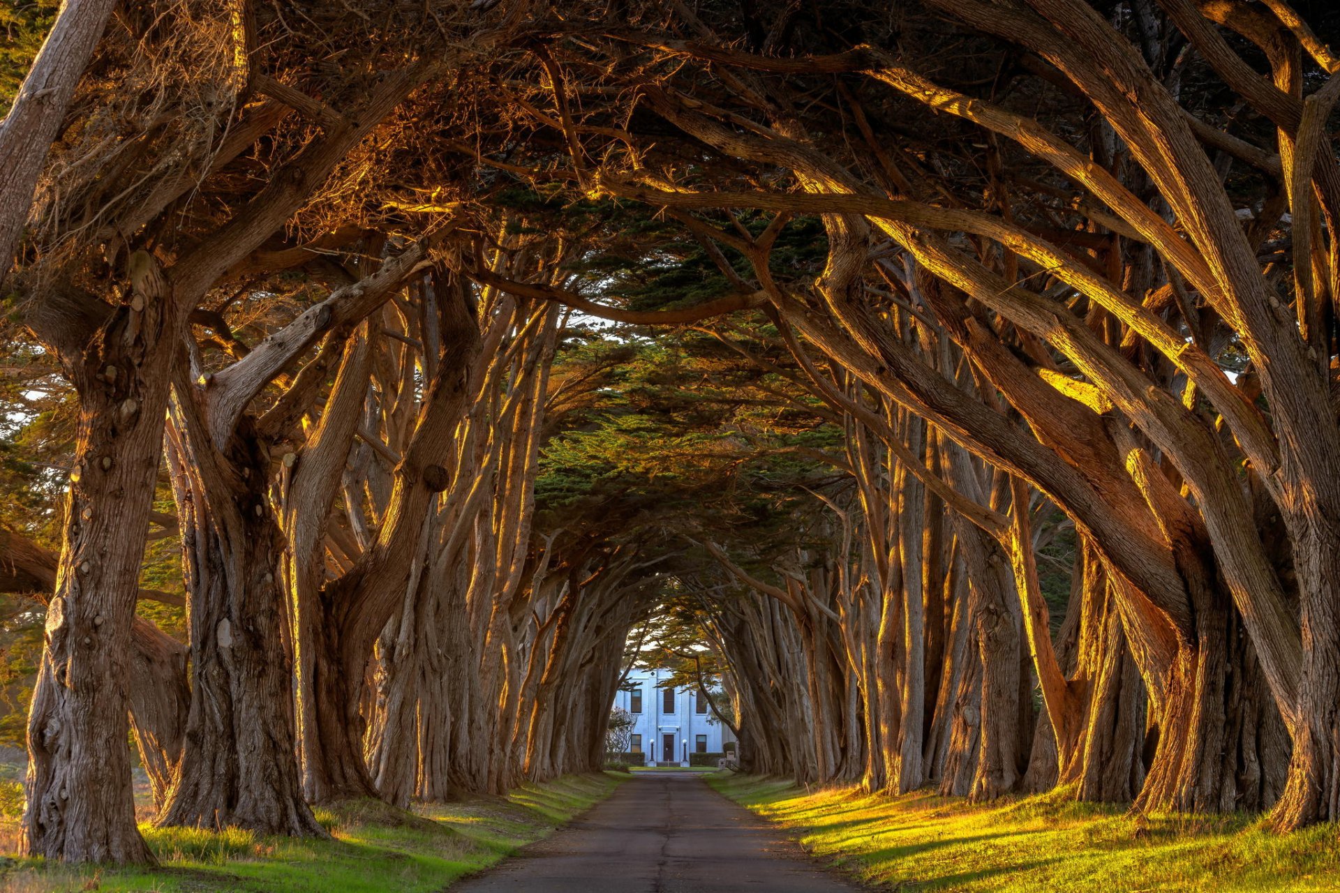 kalifornien zypresse licht marconi punkt reyes station sonnenuntergang baum bäume tunnel gasse lerche anwesen sommer