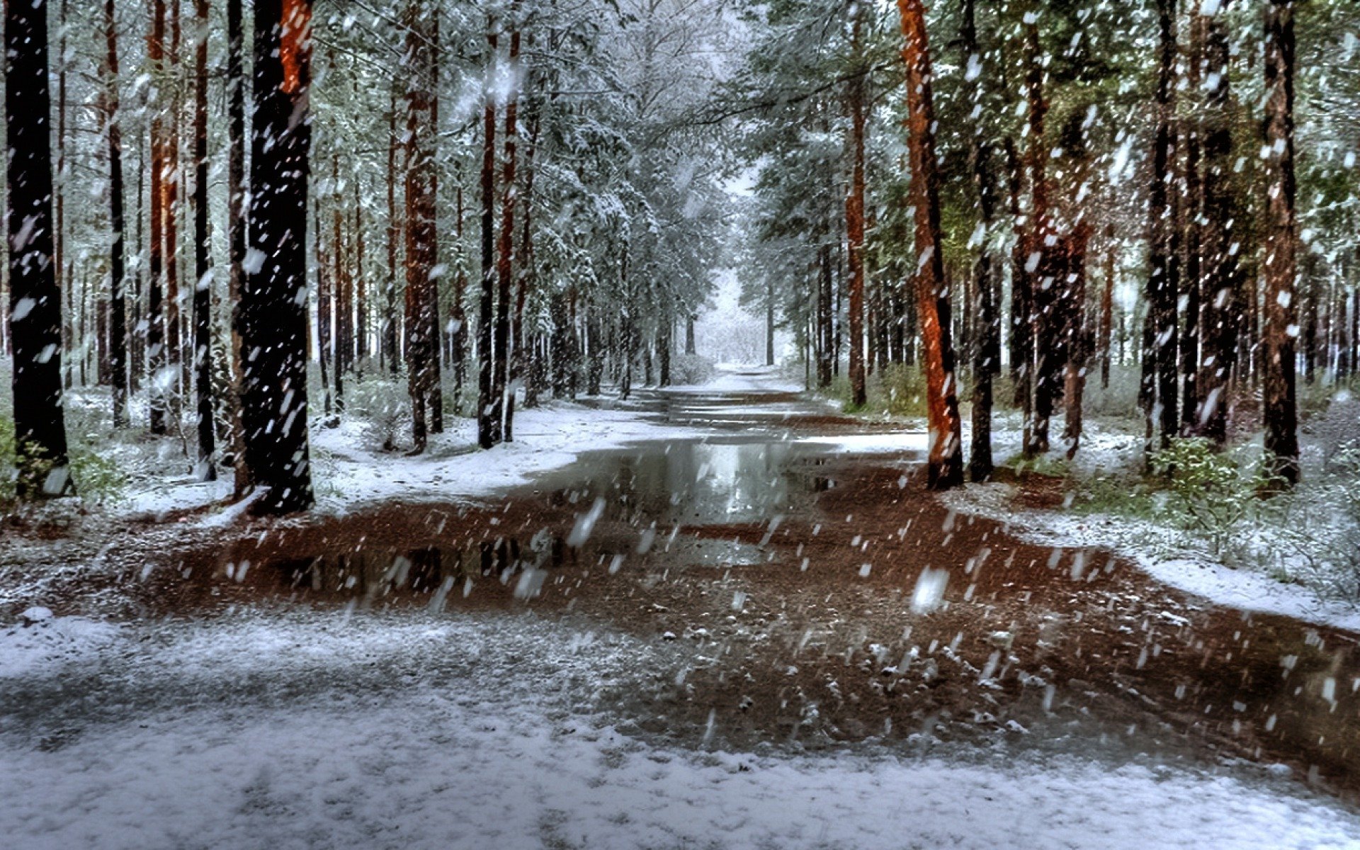 natura krajobraz drzewa zima śnieg