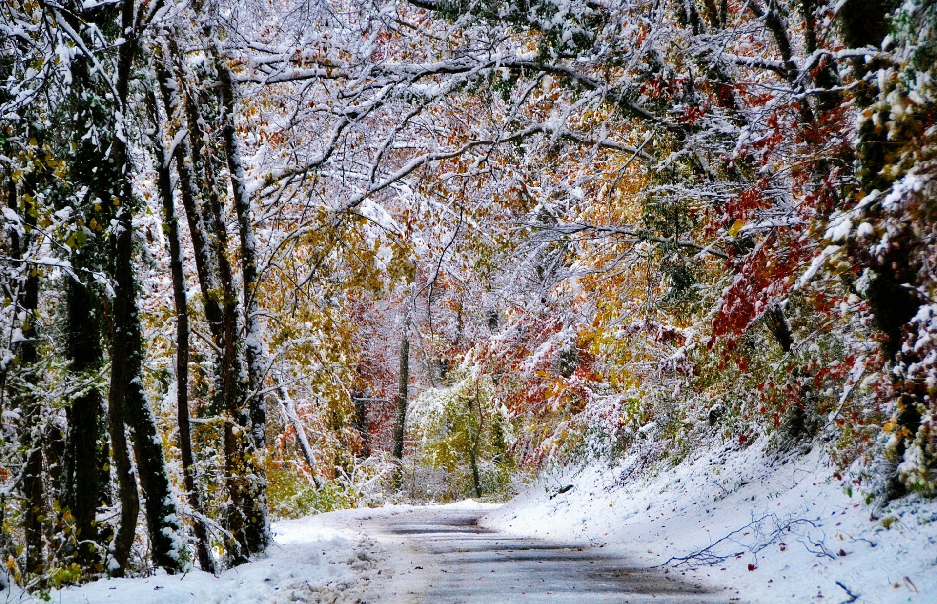 neve inverno foresta alberi strada