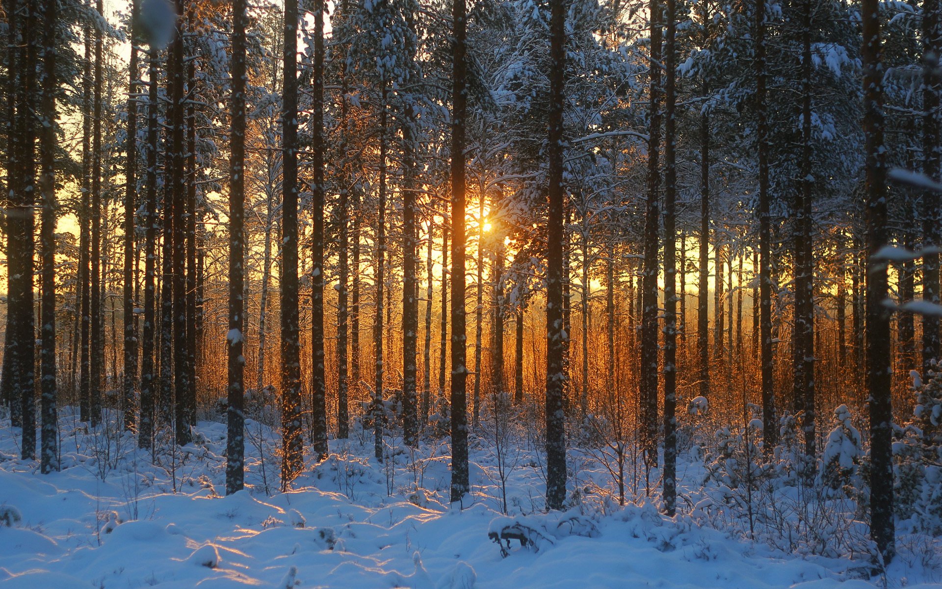 forêt coucher de soleil neige hiver arbres herbe sec