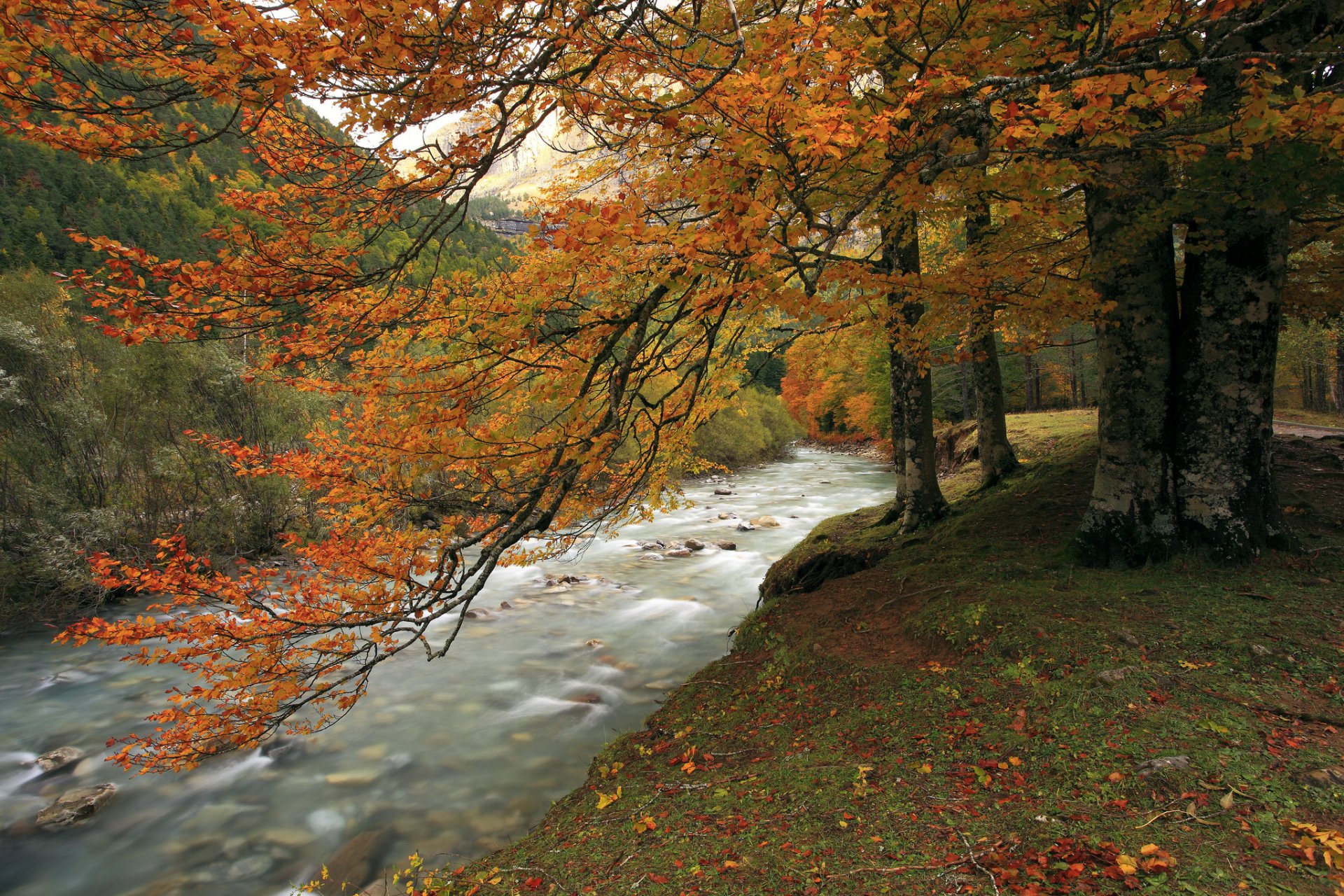 montagnes forêt rivière automne