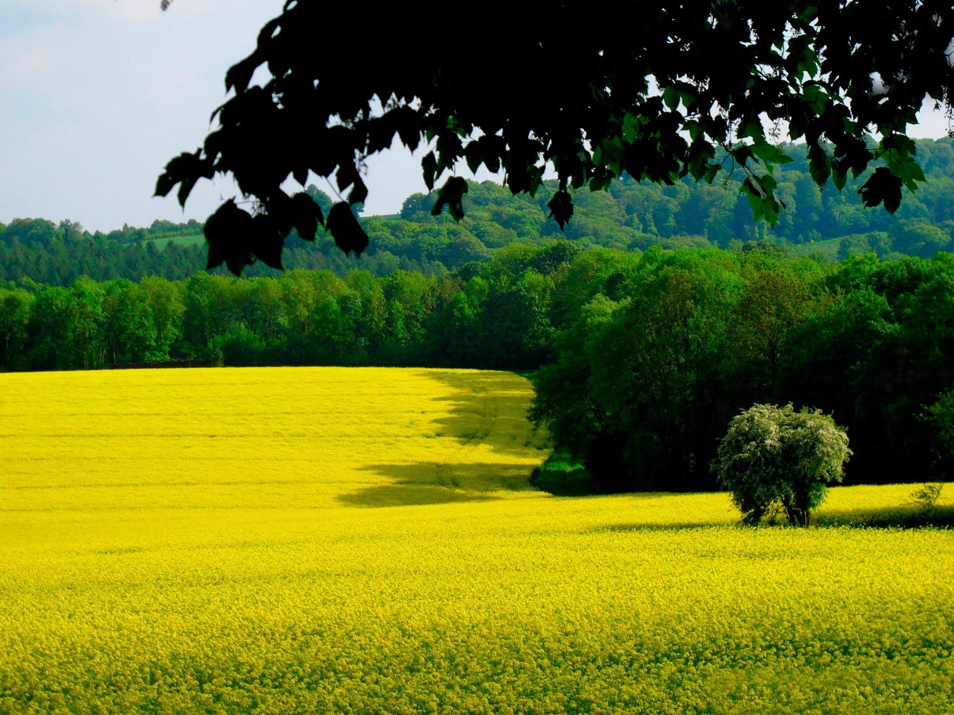 campo bosque rama hojas