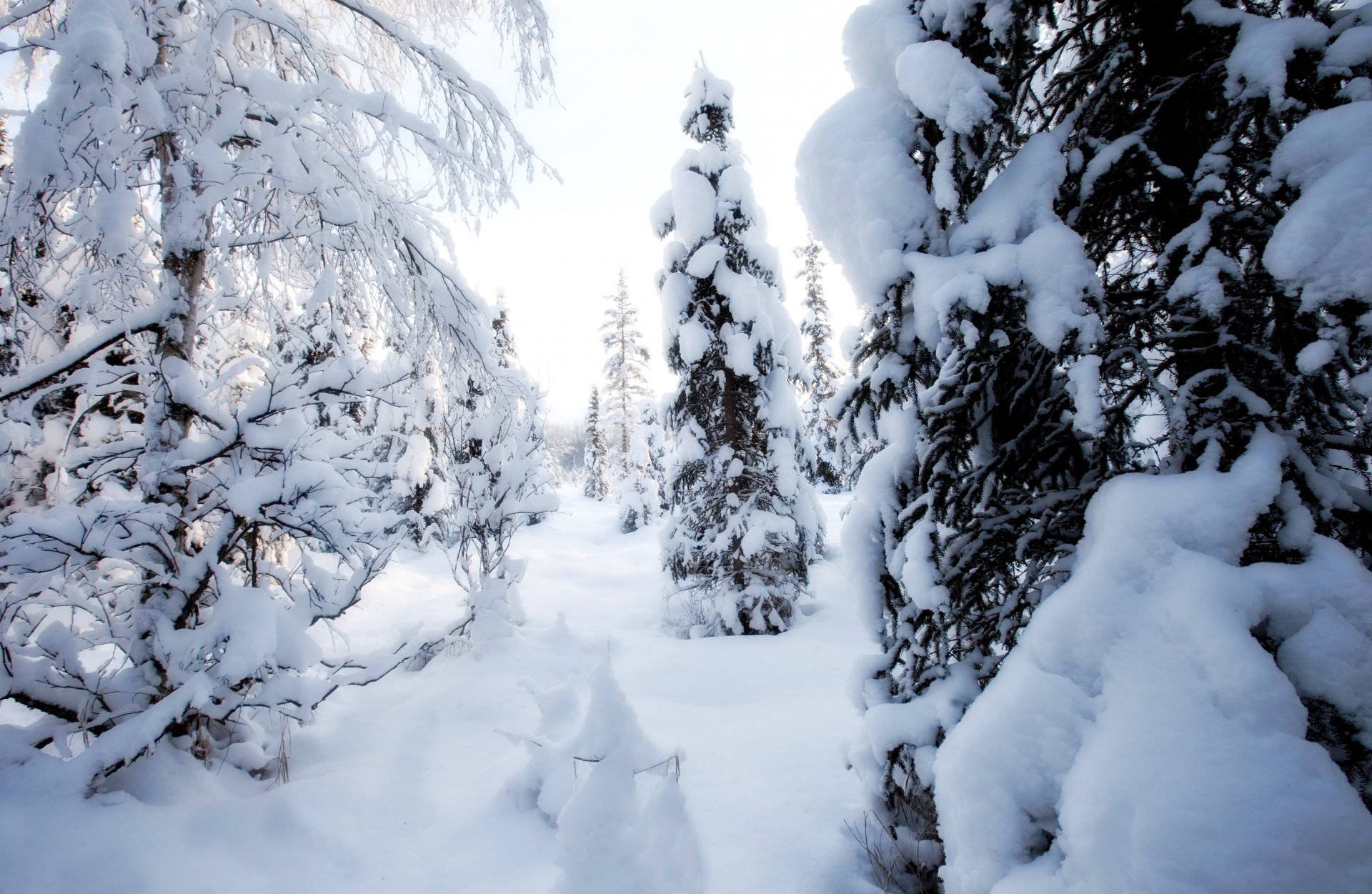 inverno giorno alberi neve