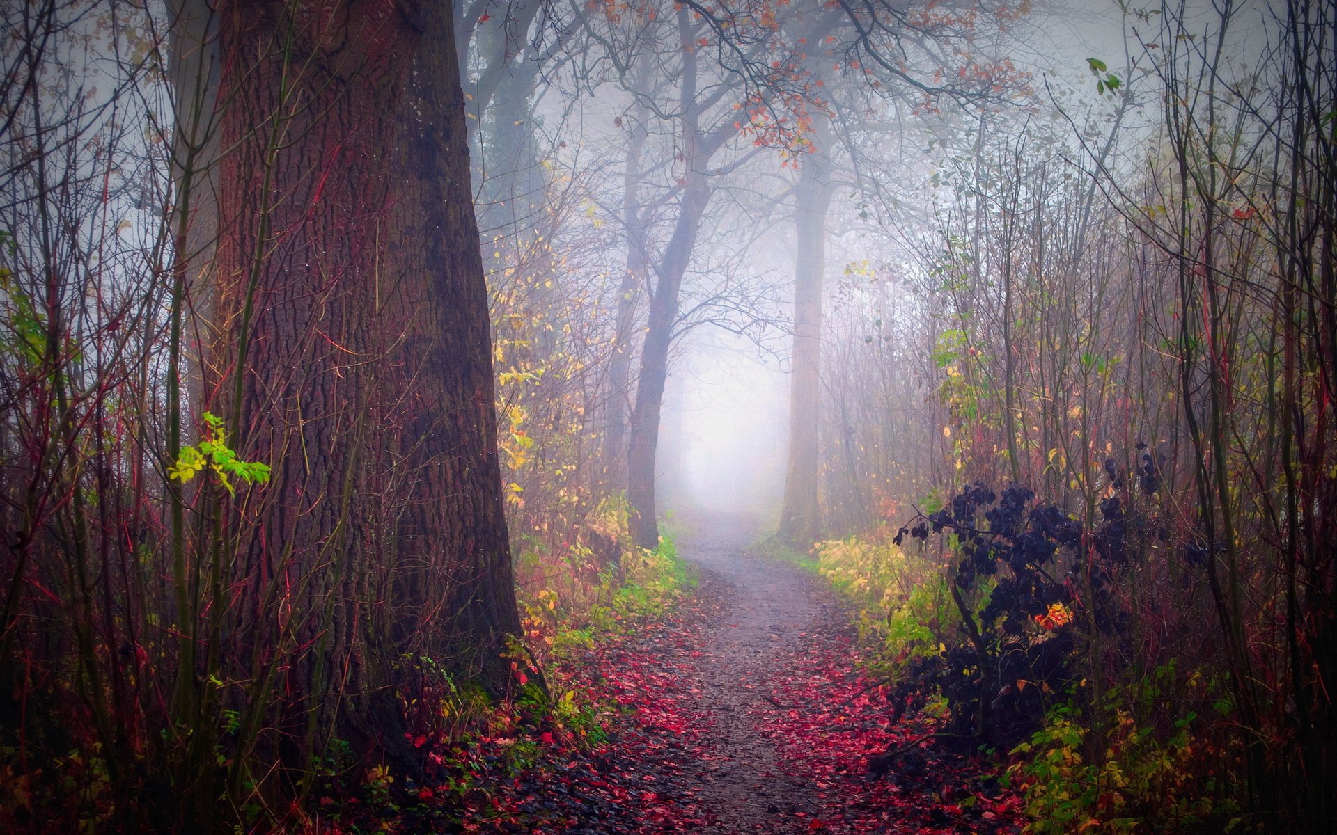 forest fog autumn nature