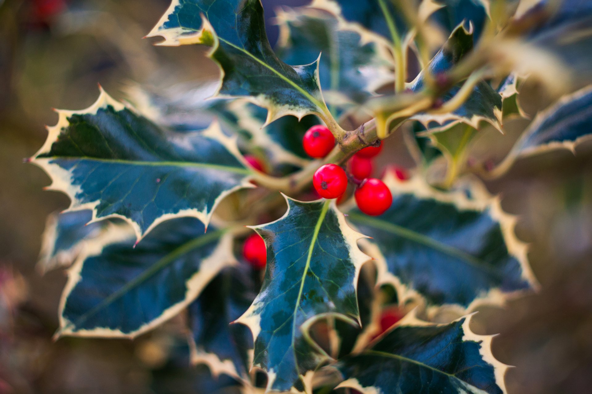 holly holly leaves berries red plant