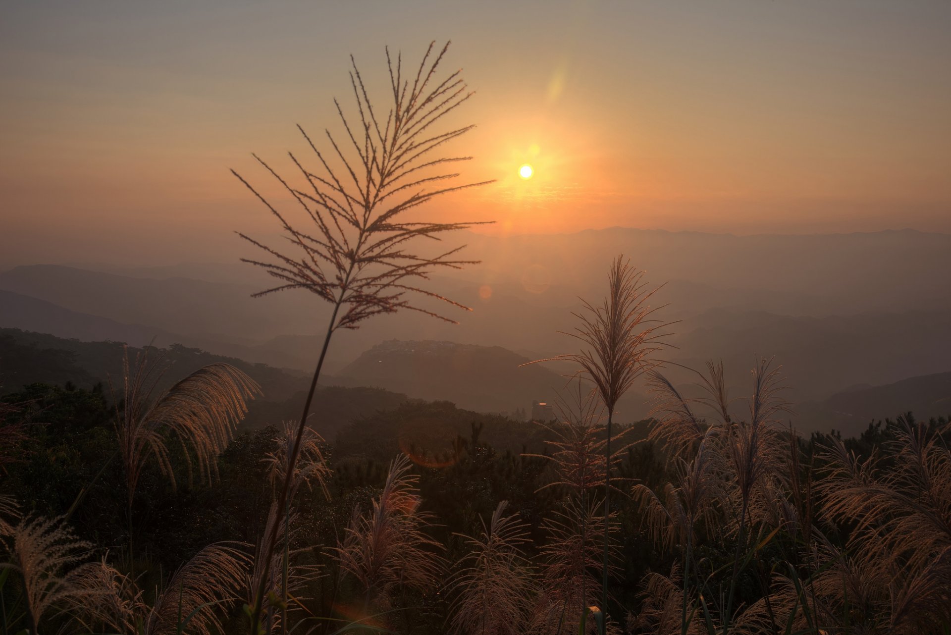 plants grass panicle sun reflections dawn