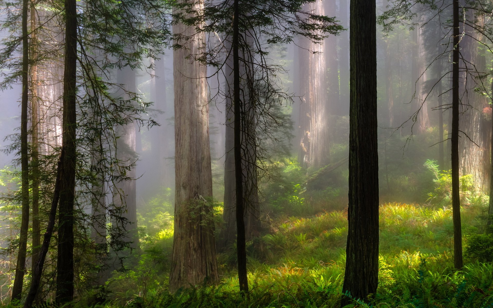 bosque naturaleza verano niebla paisaje árboles