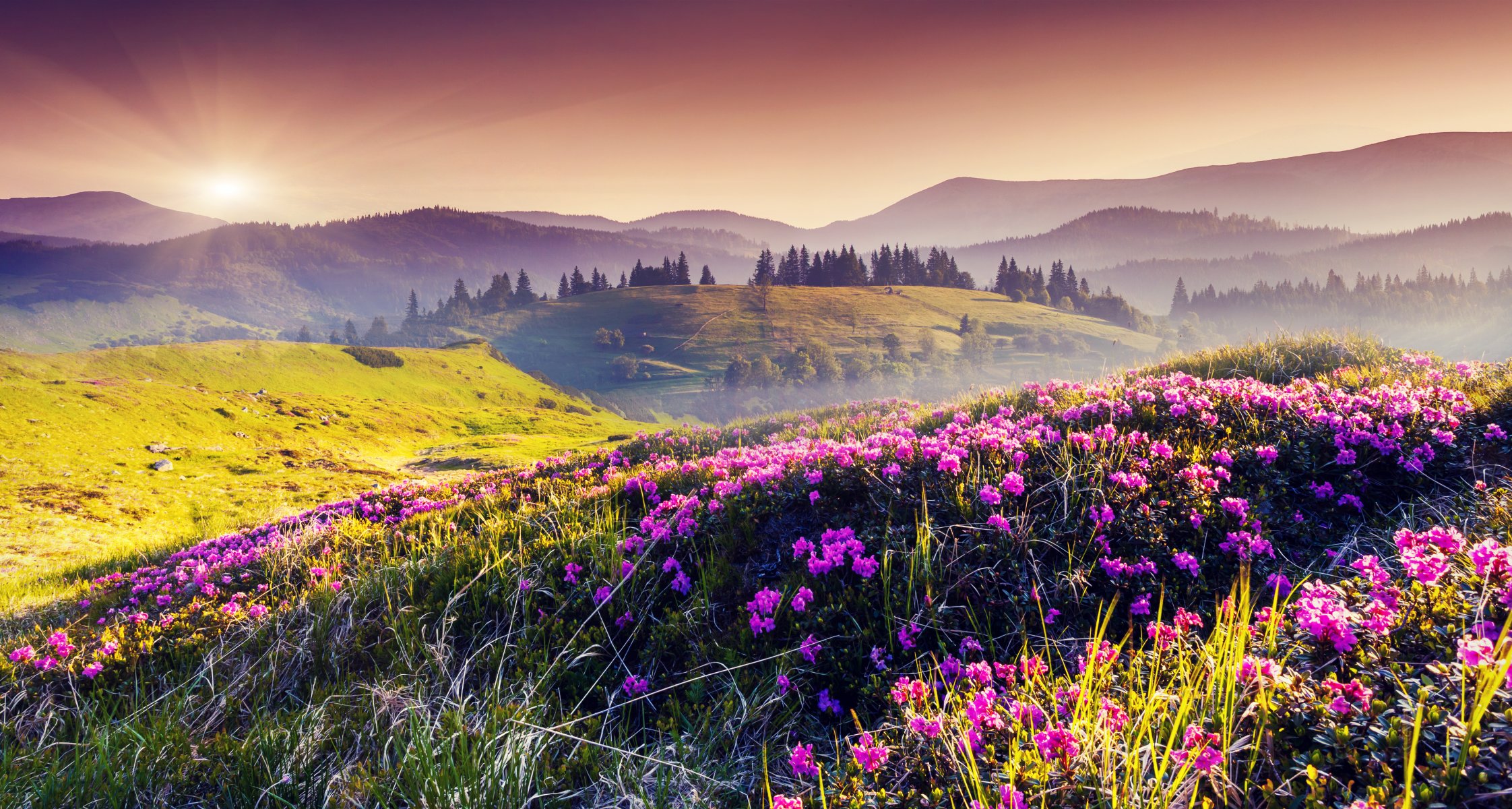 colline fiori alberi sole