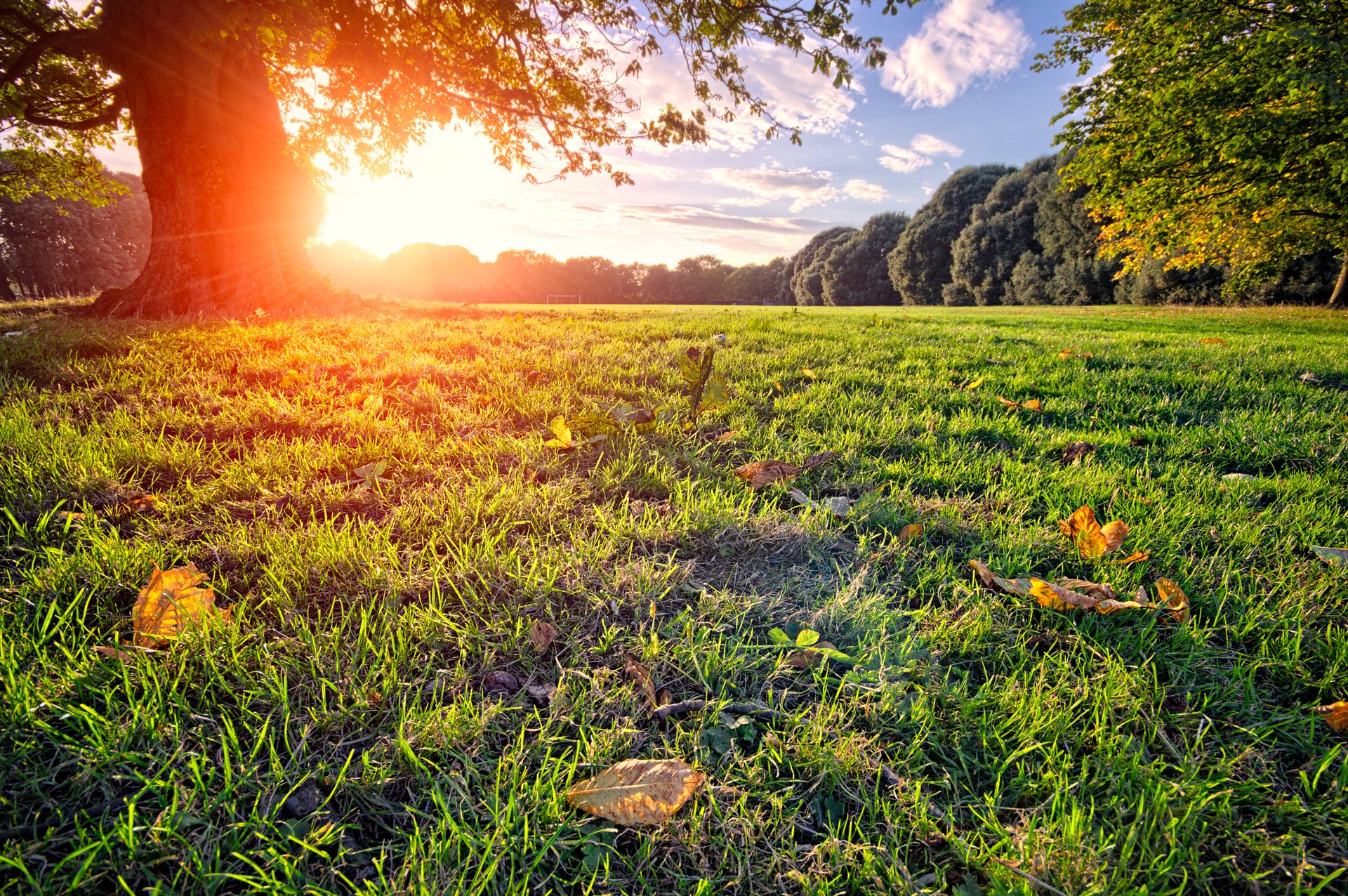 park polana drzewo słońce promienie lato