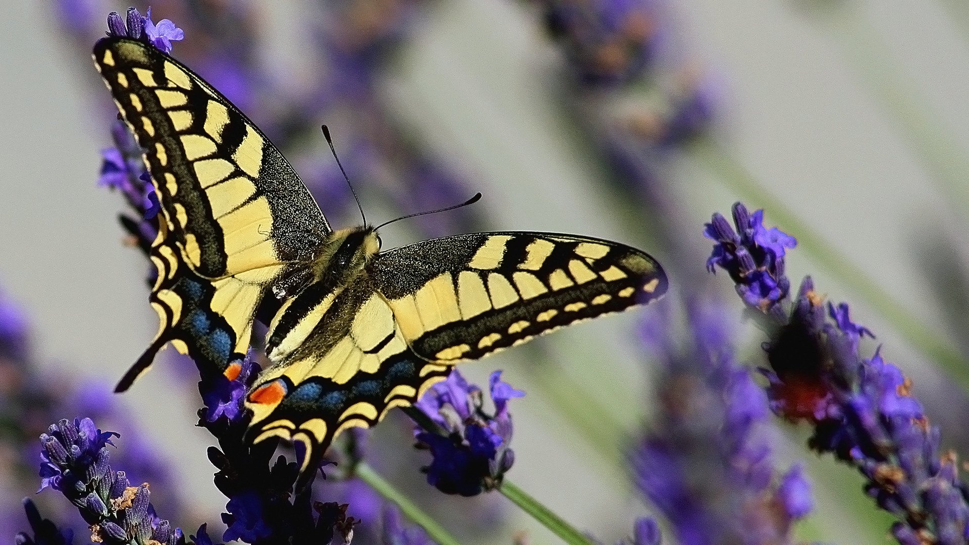 schmetterling schwalbenschwanz papilio machaon lavendel