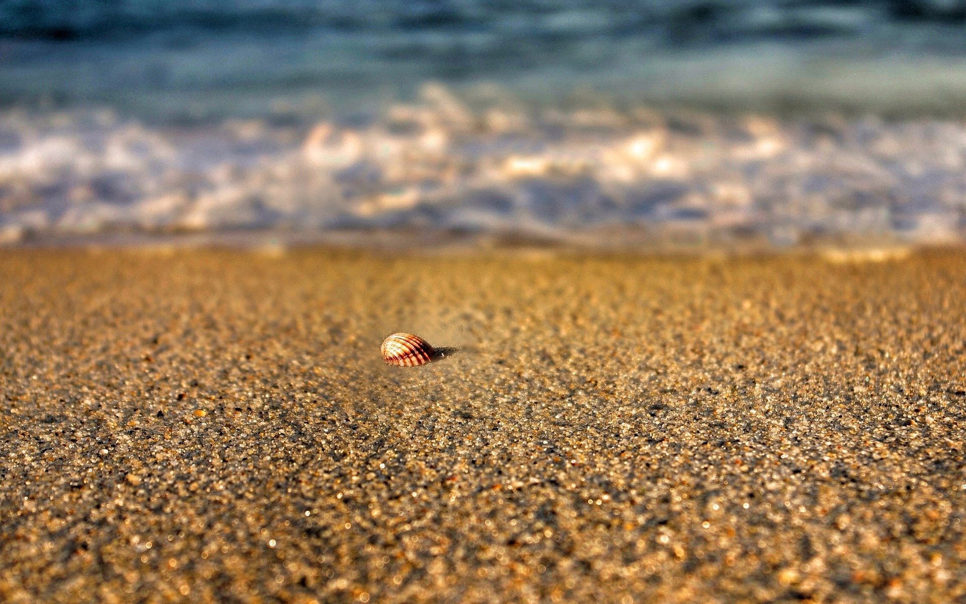 natura plaża piasek muszla lato morze woda rzeka schale tło makro rozmycie tapeta panoramiczny pełny ekran panoramiczny panoramiczny