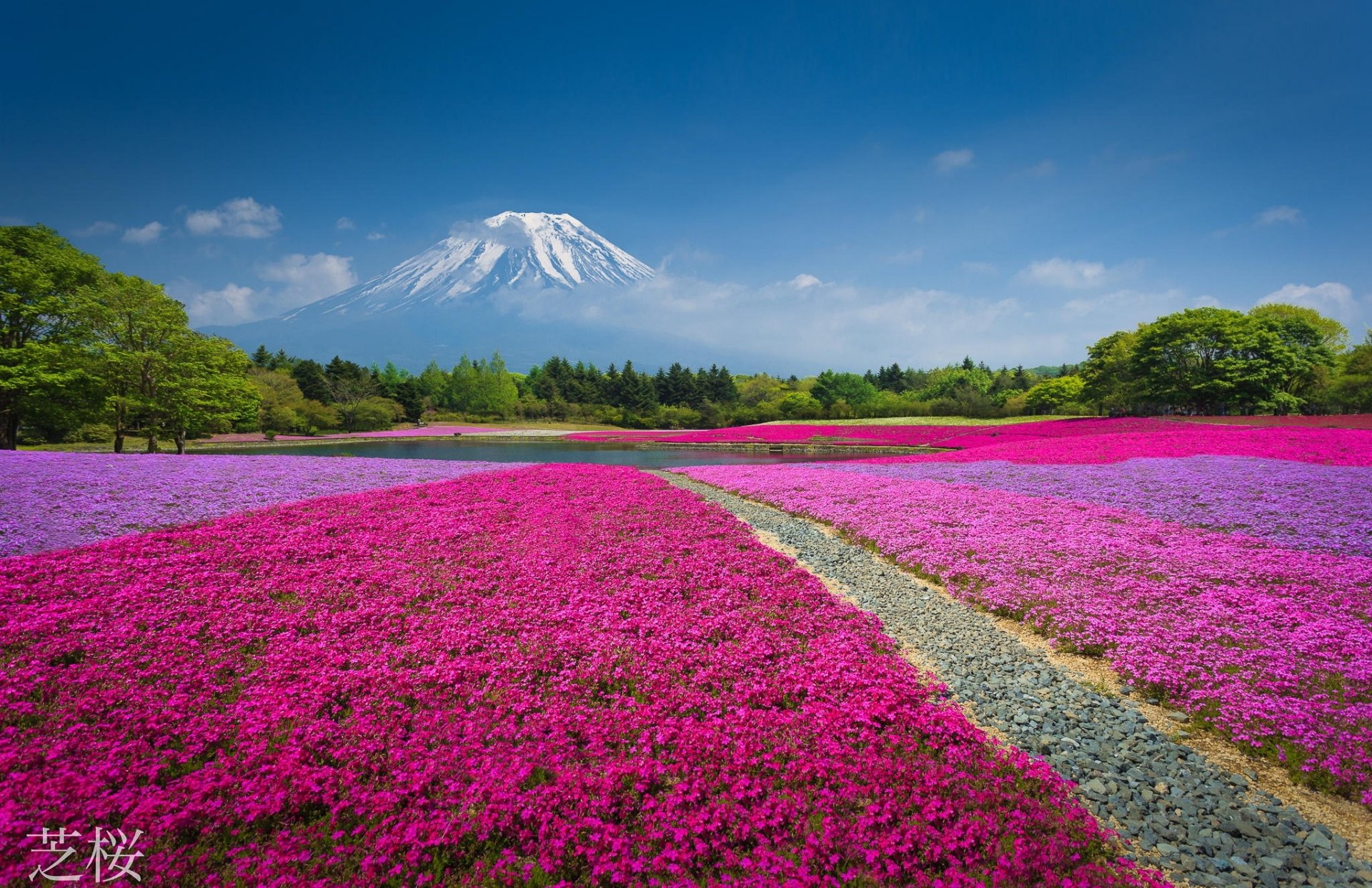 nature mountain volcano china flower bed lake forest park