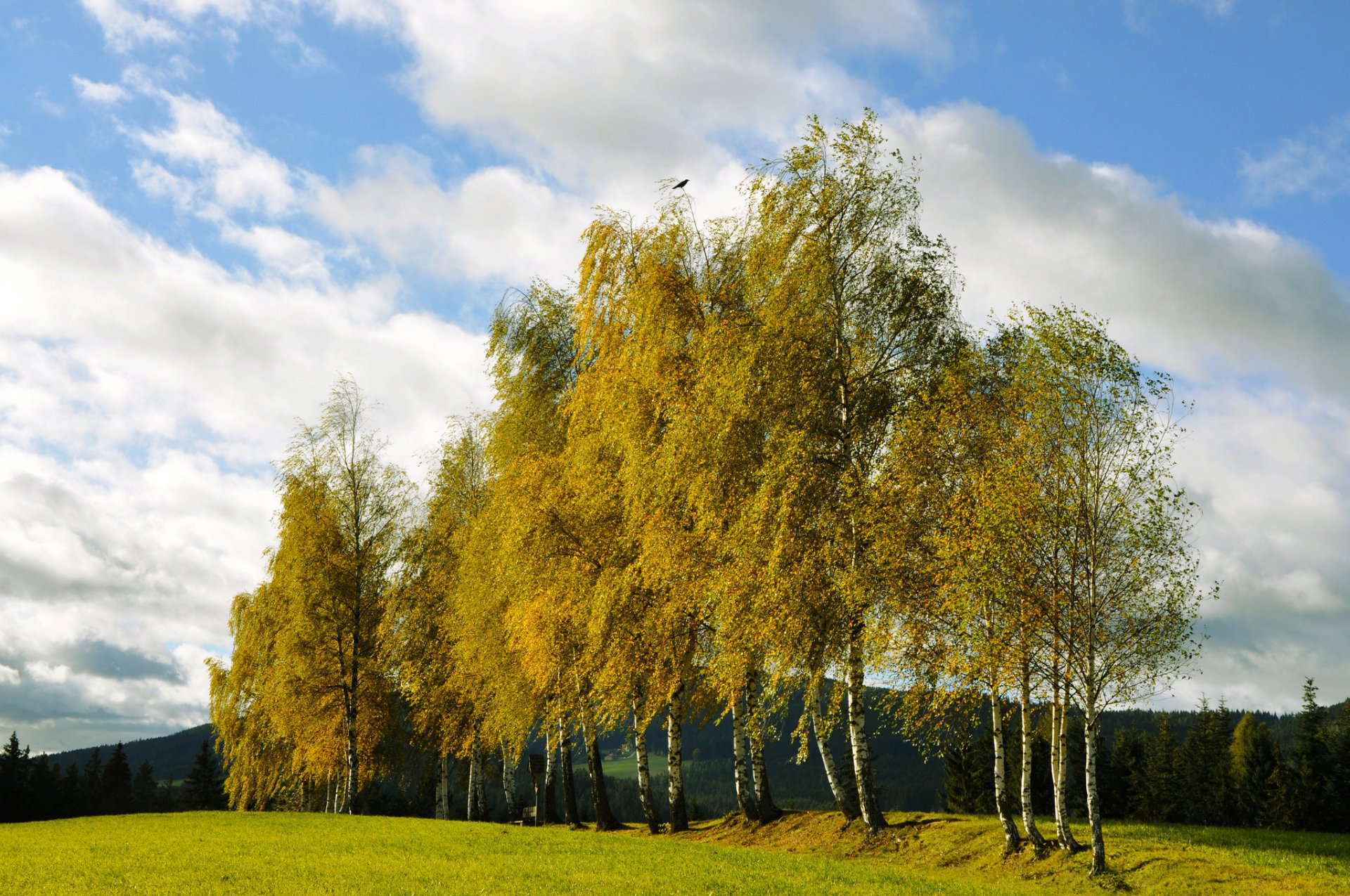 hill forest spruce grove birch autumn