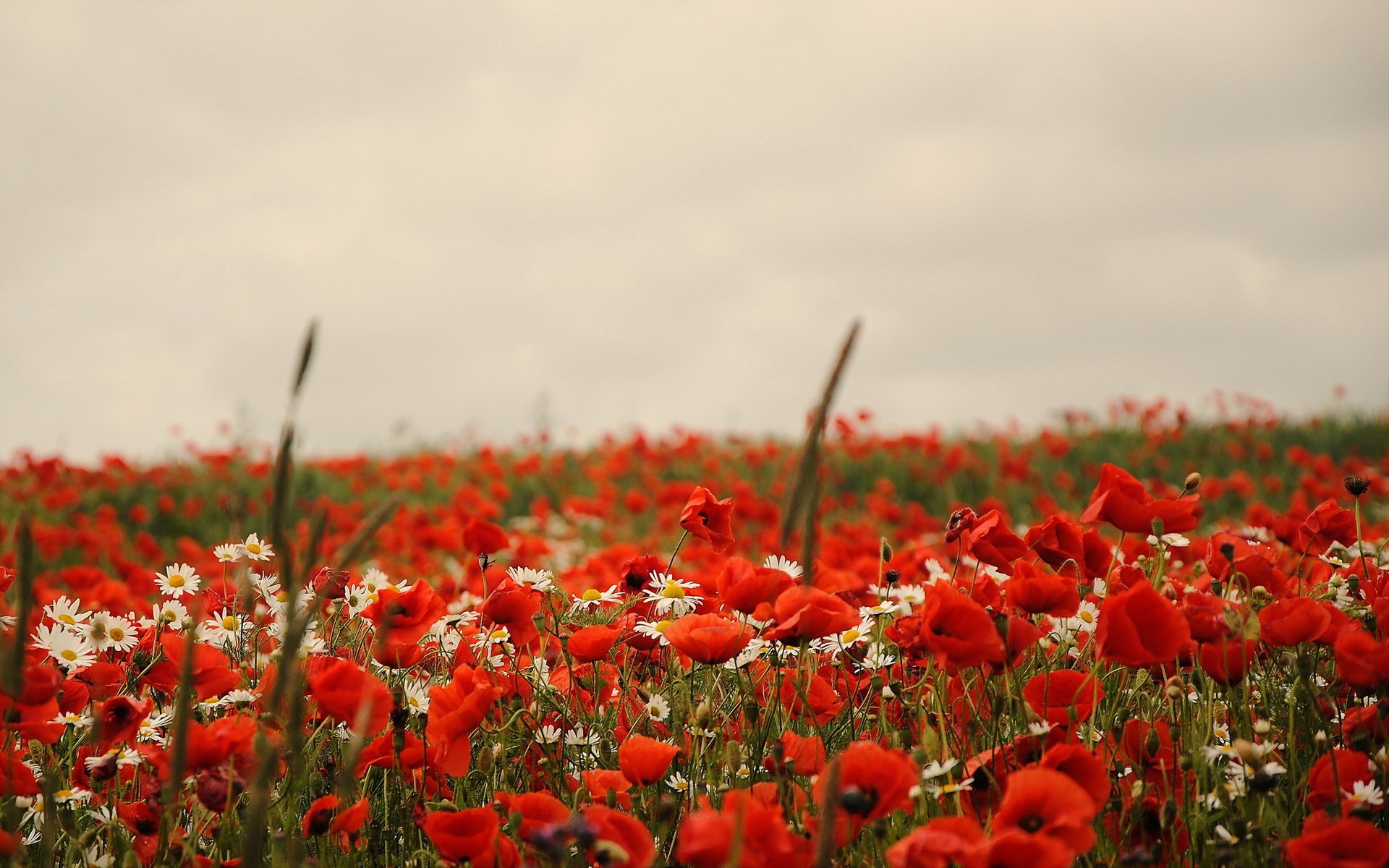 the field poppies nature summer