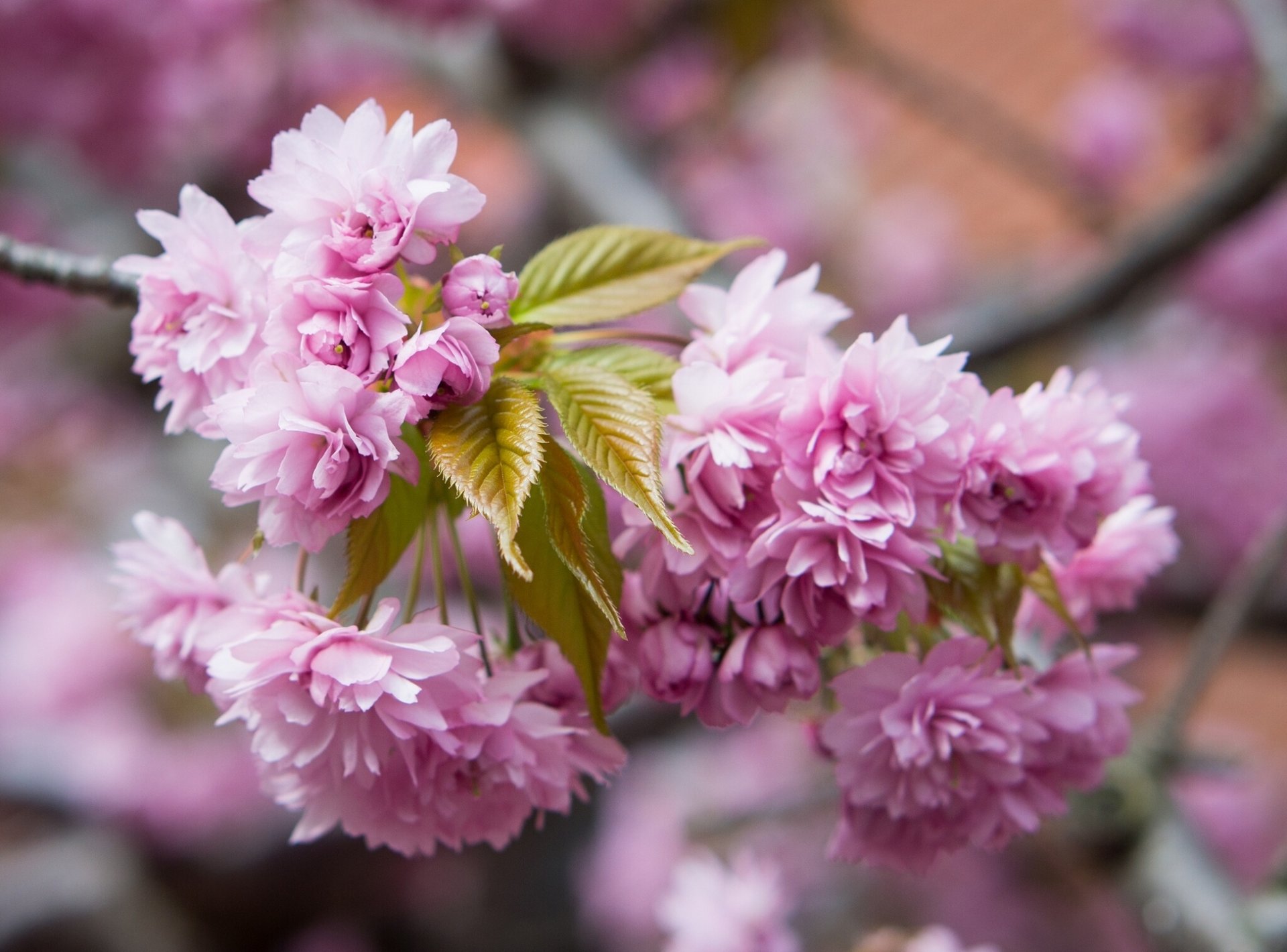 akura branch close up bloom flower