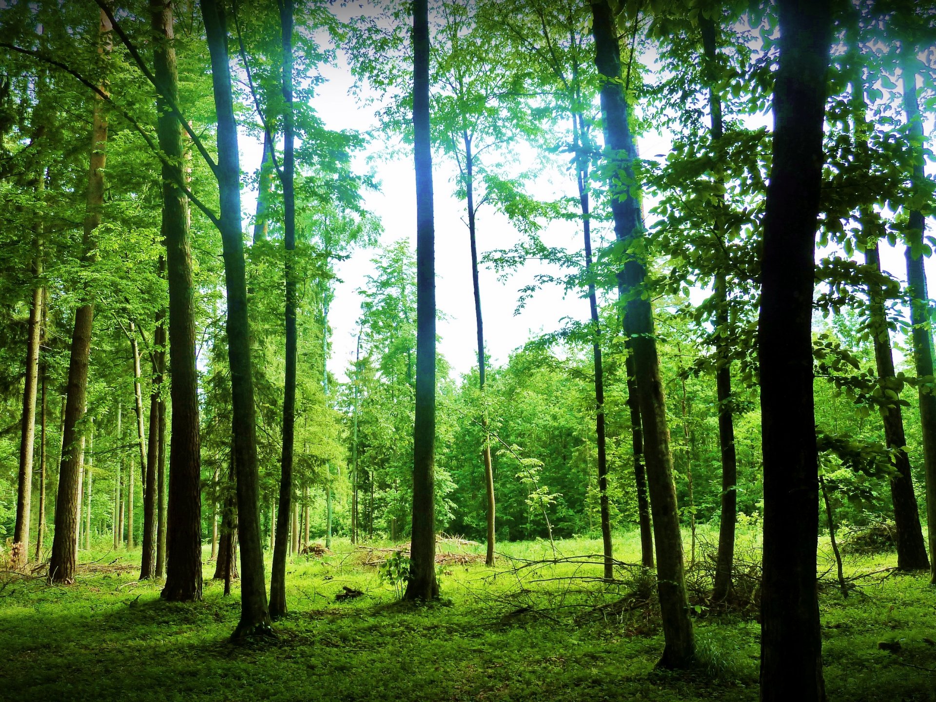 natura paesaggio foresta. alberi estate verde raggi cielo