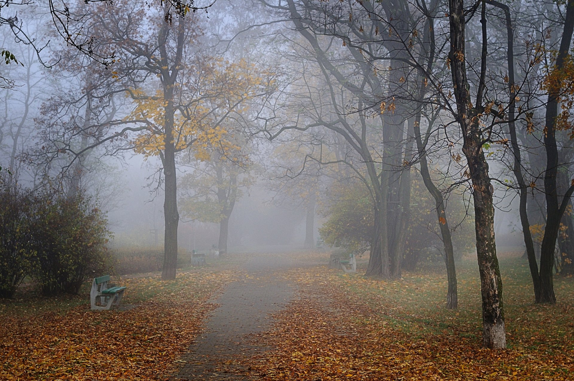 jesień park aleja ławki mgła