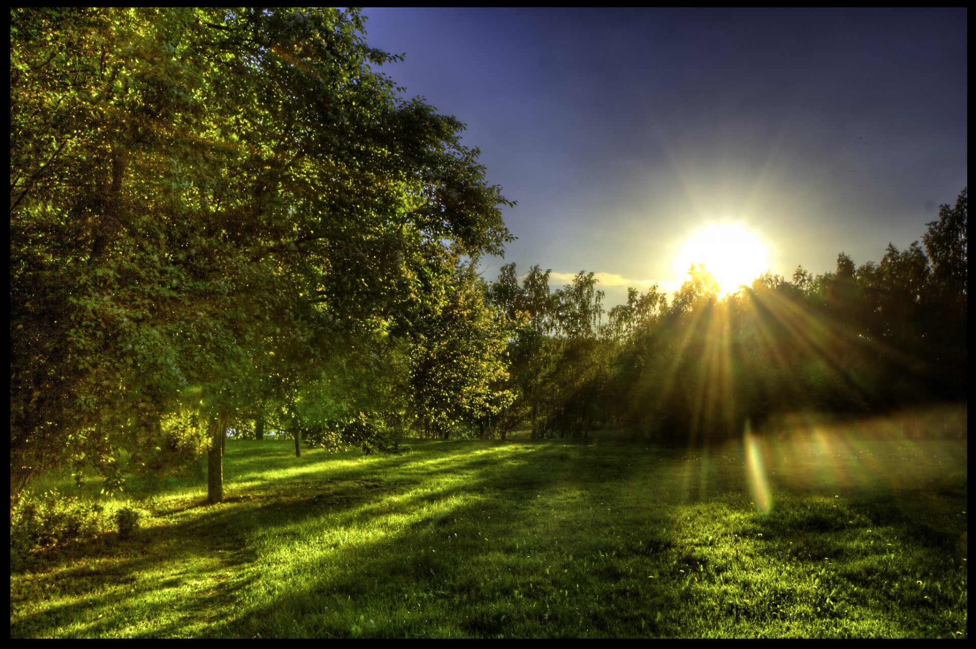 forest field grass green spring sun rays morning