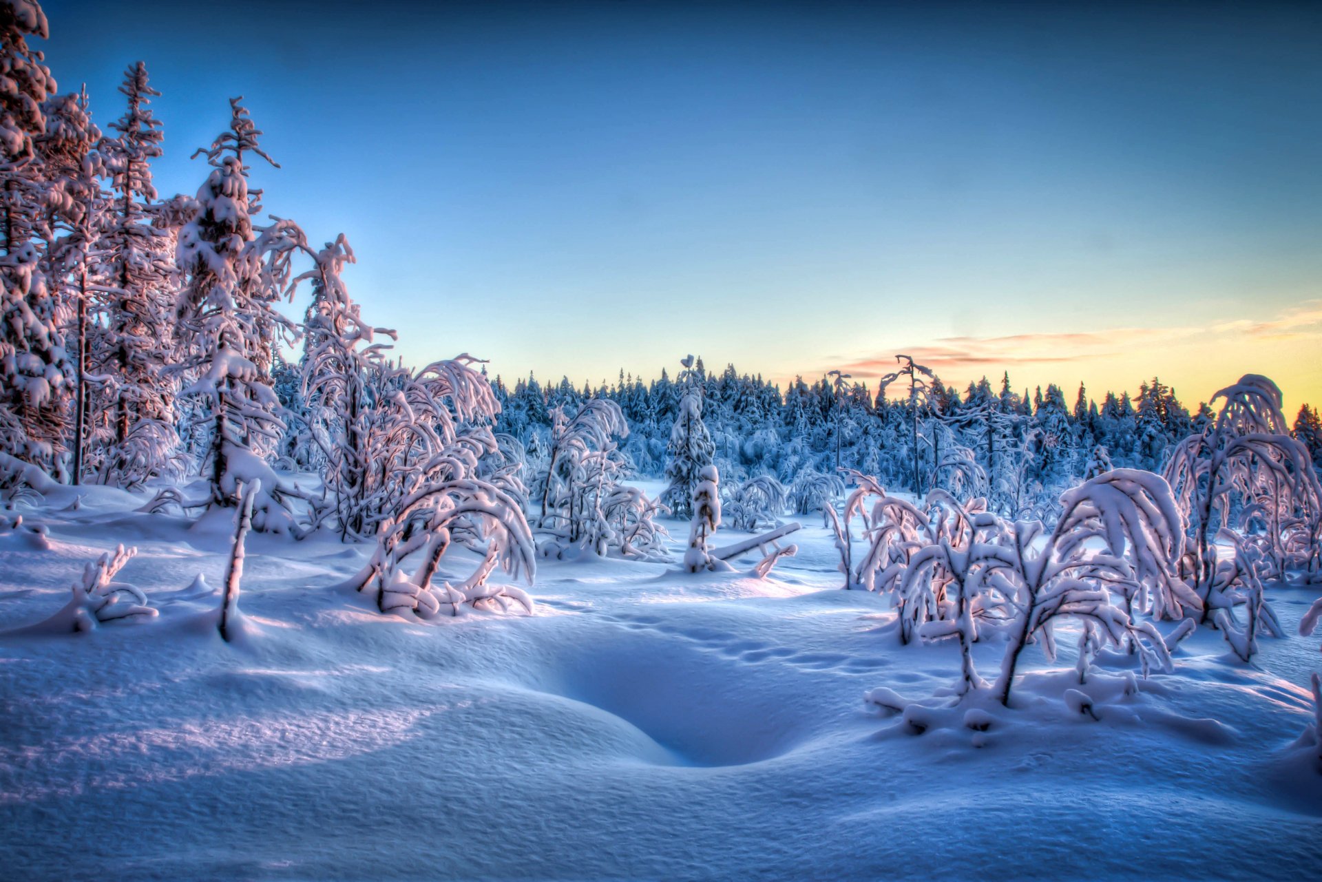 tarde puesta del sol nieve huellas invierno árboles escarcha