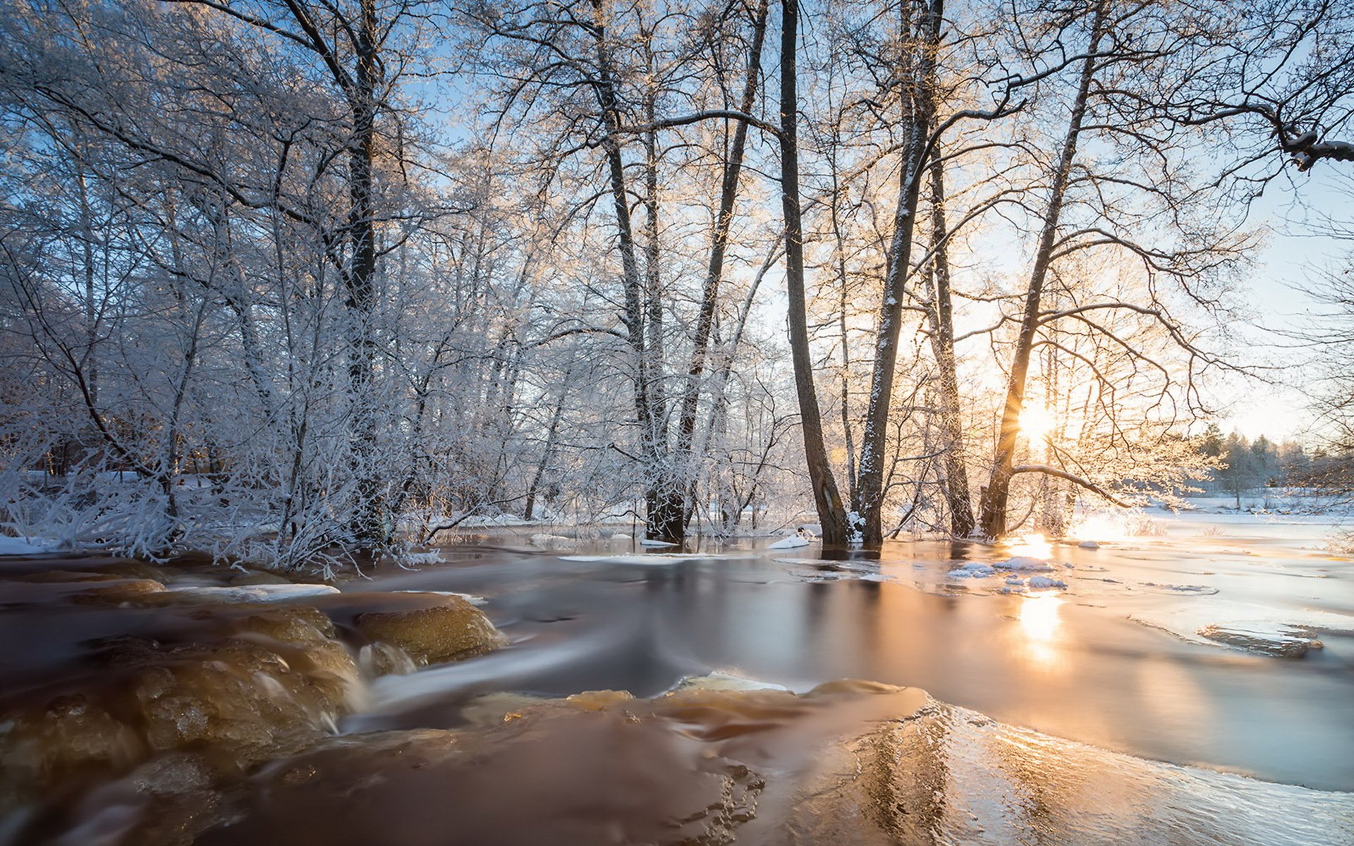 pring forest nature