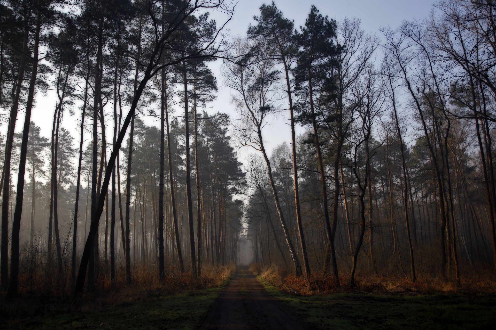 bosque camino amanecer