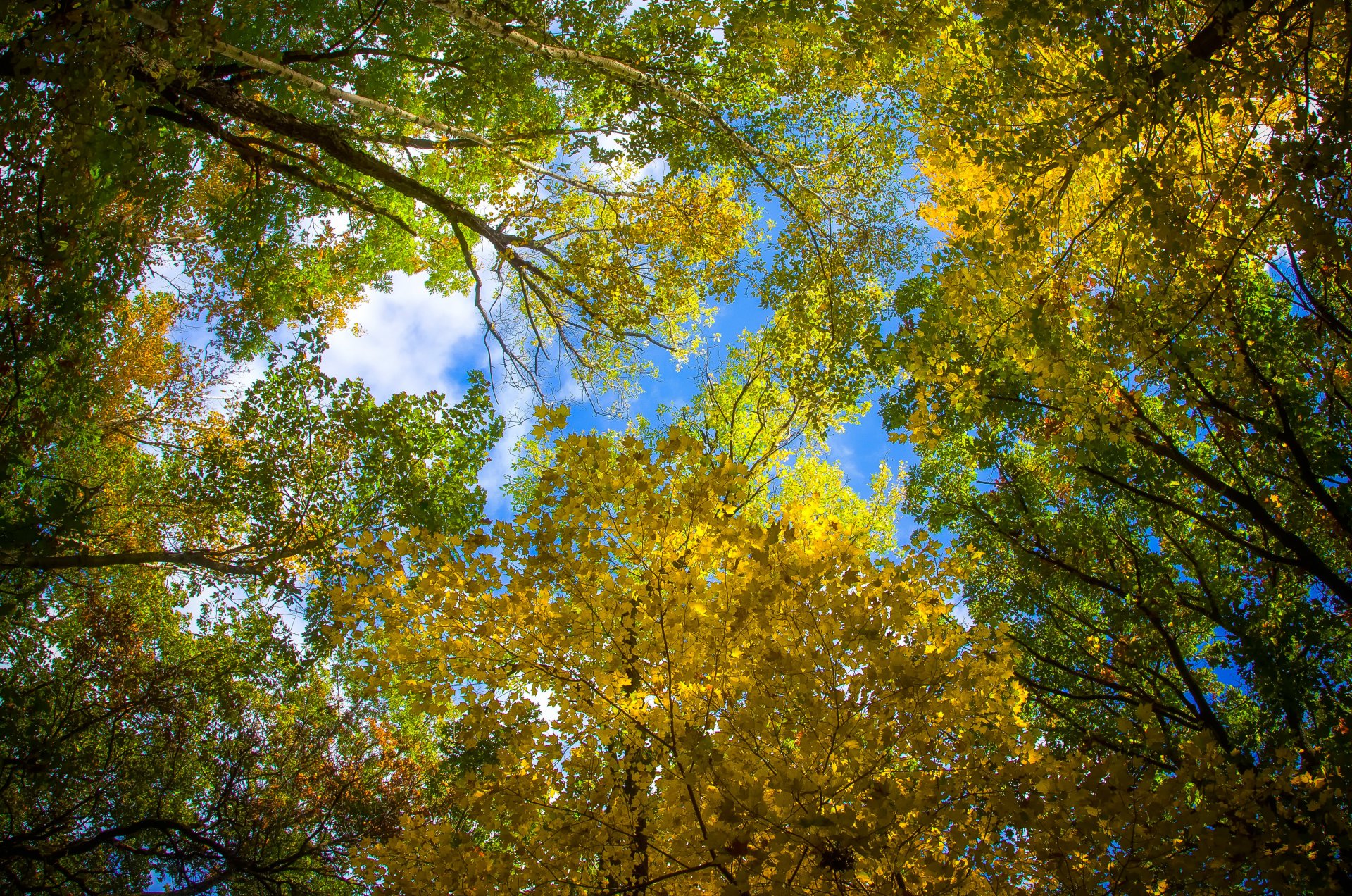 cielo hojas otoño árboles corona