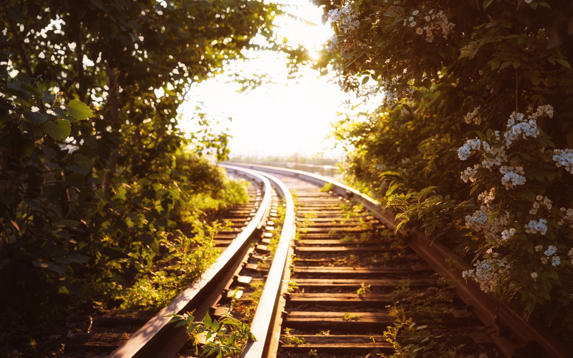 rails chemin de fer arbres verdure lumière