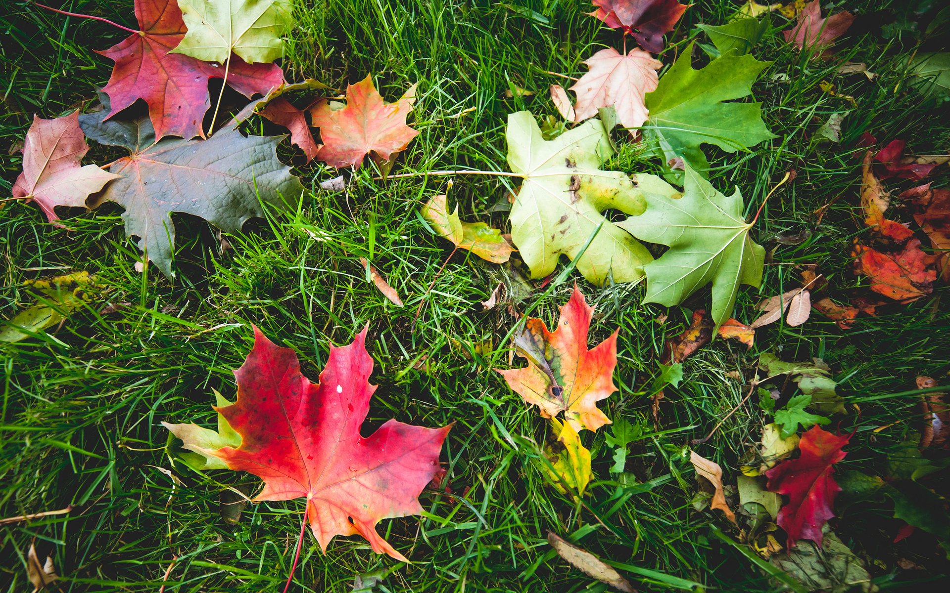 grass green autumn leaves close up