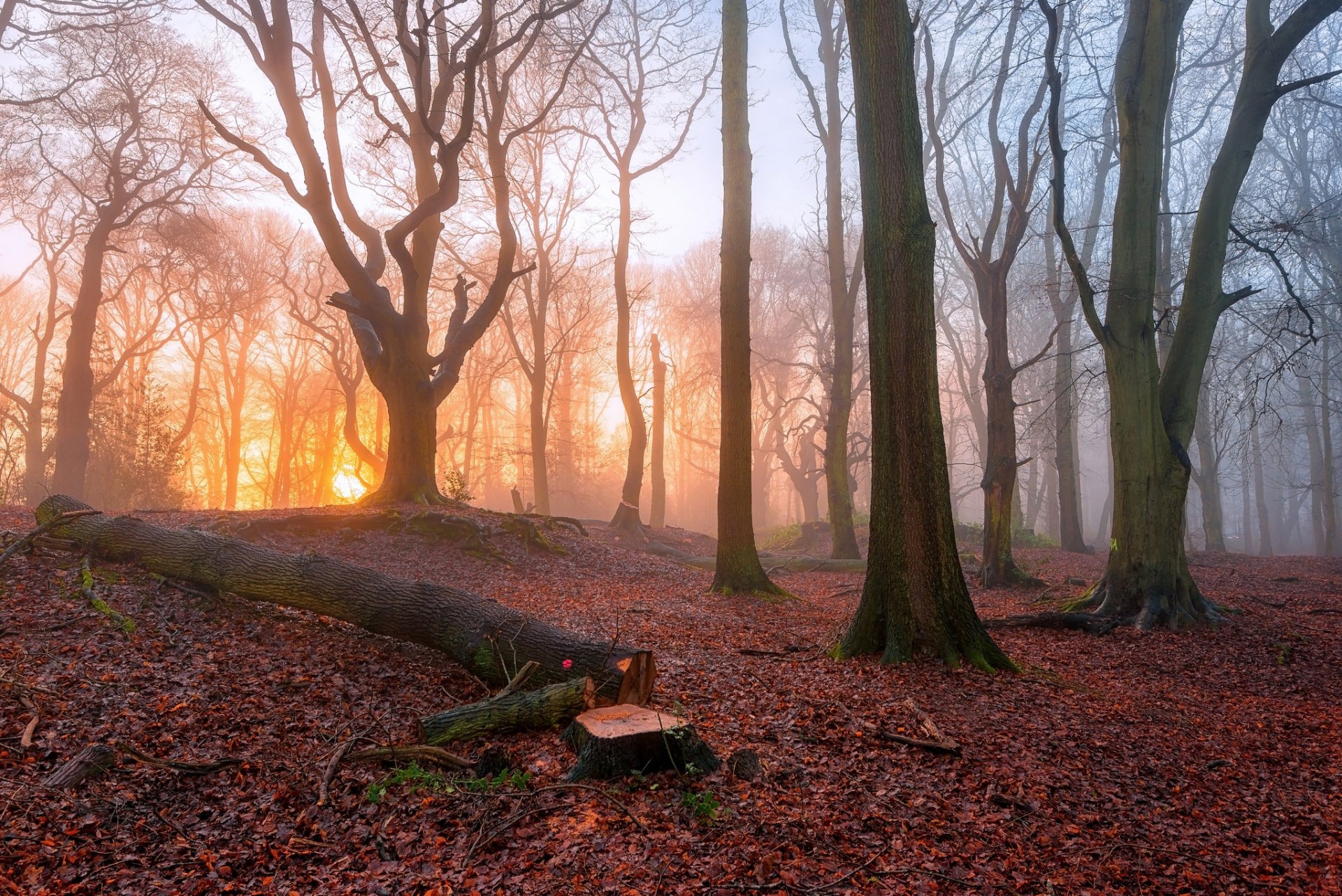 foresta alberi nebbia mattina