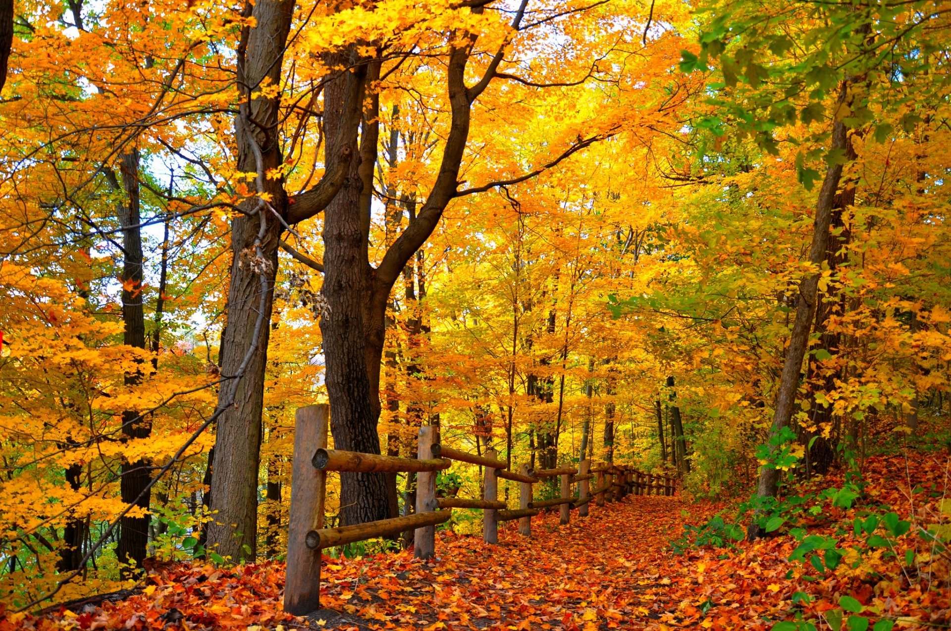 nature forêt parc arbres feuilles coloré route automne automne couleurs promenade