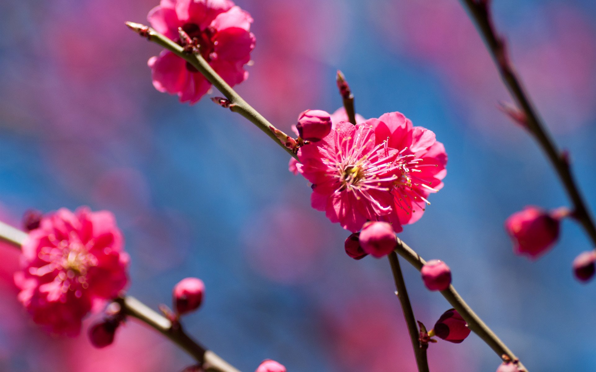 pring tree flower cherry branch