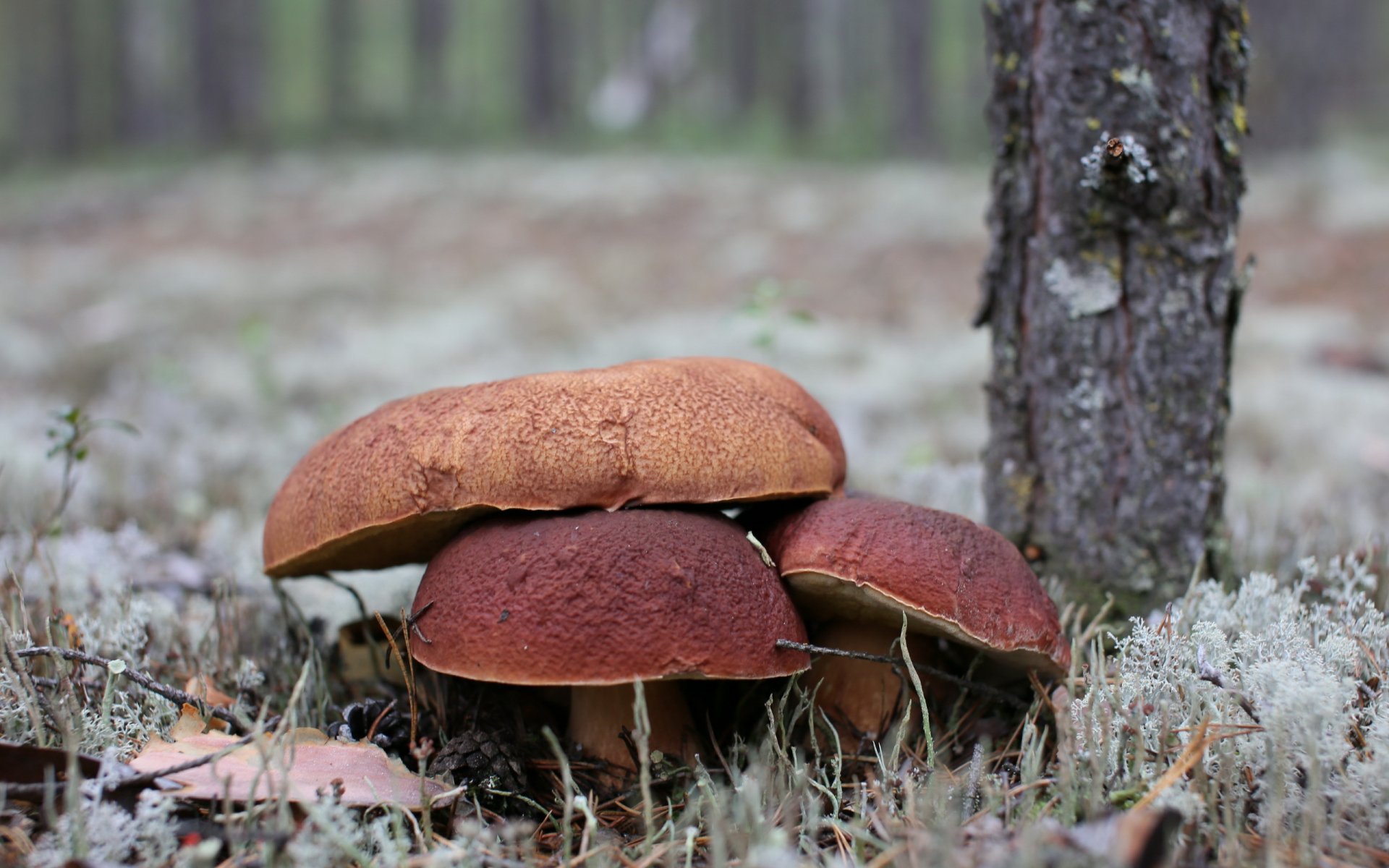 funghi foresta natura