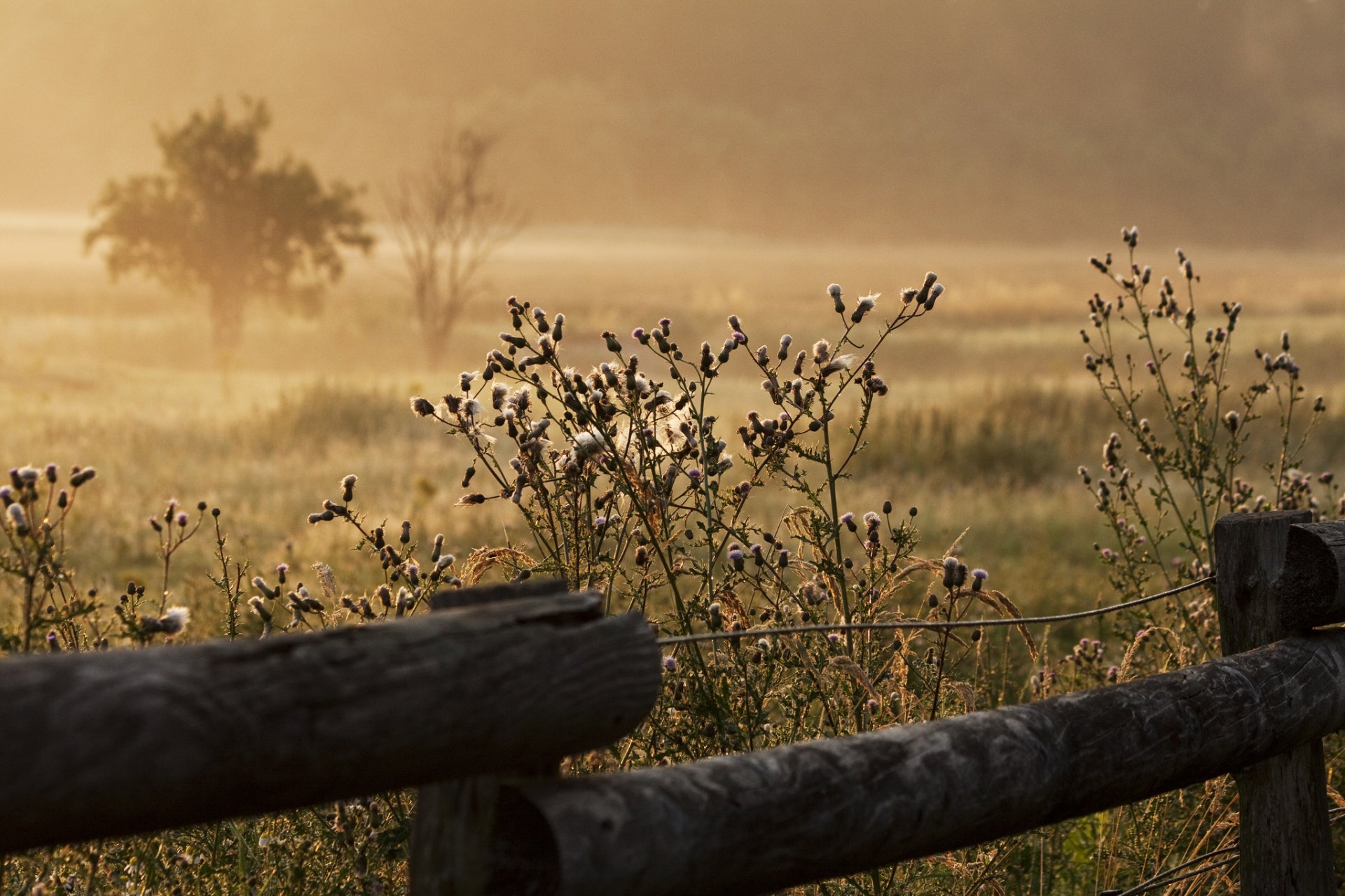 sommer gras zaun nebel morgen