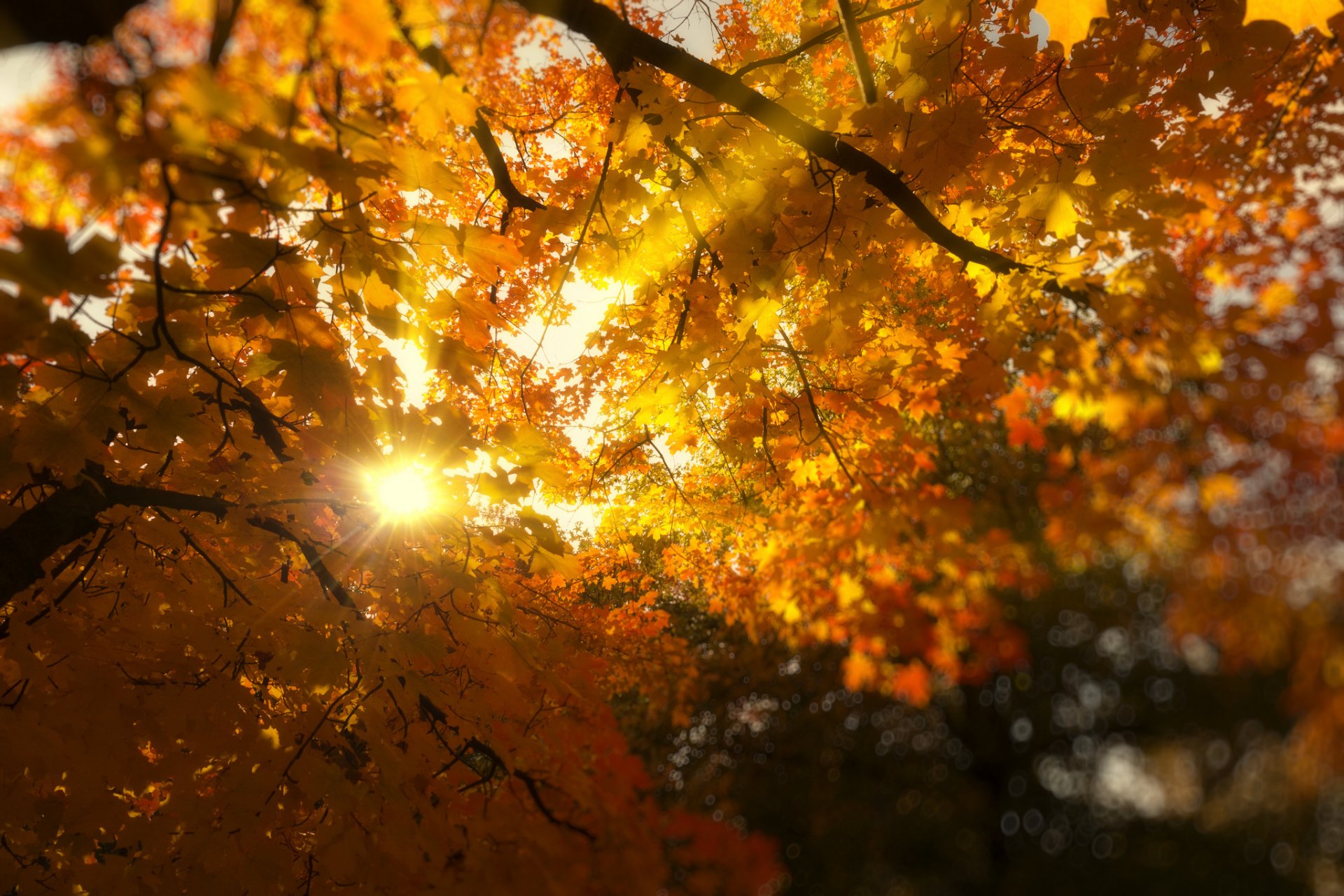 autumn tree branches foliage leaves yellow sun light rays nature