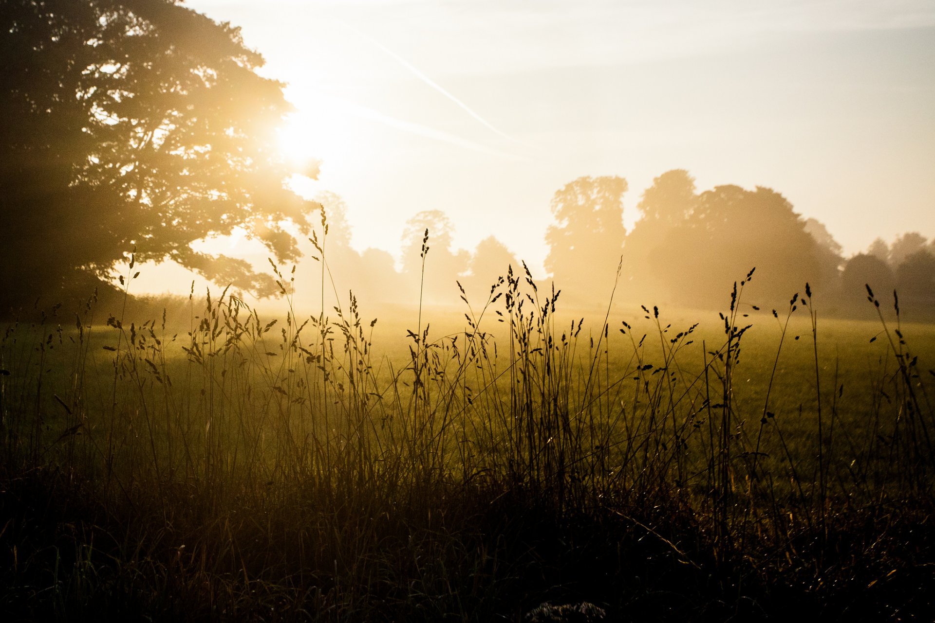 tree the field grass spikes fog dawn