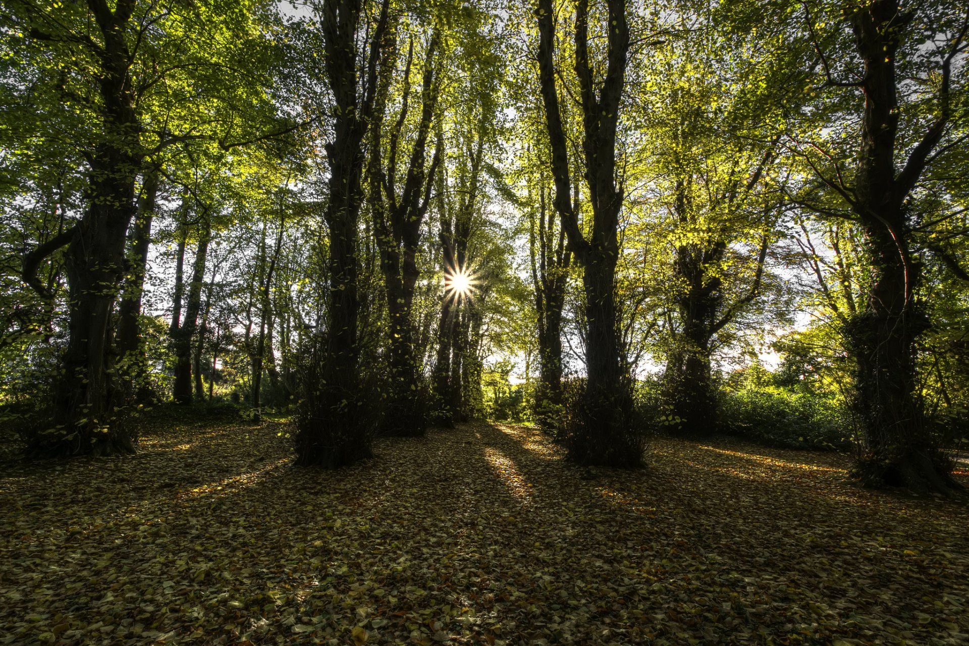 comté de londonderry irlande du nord forêt de hêtres soleil rayons automne