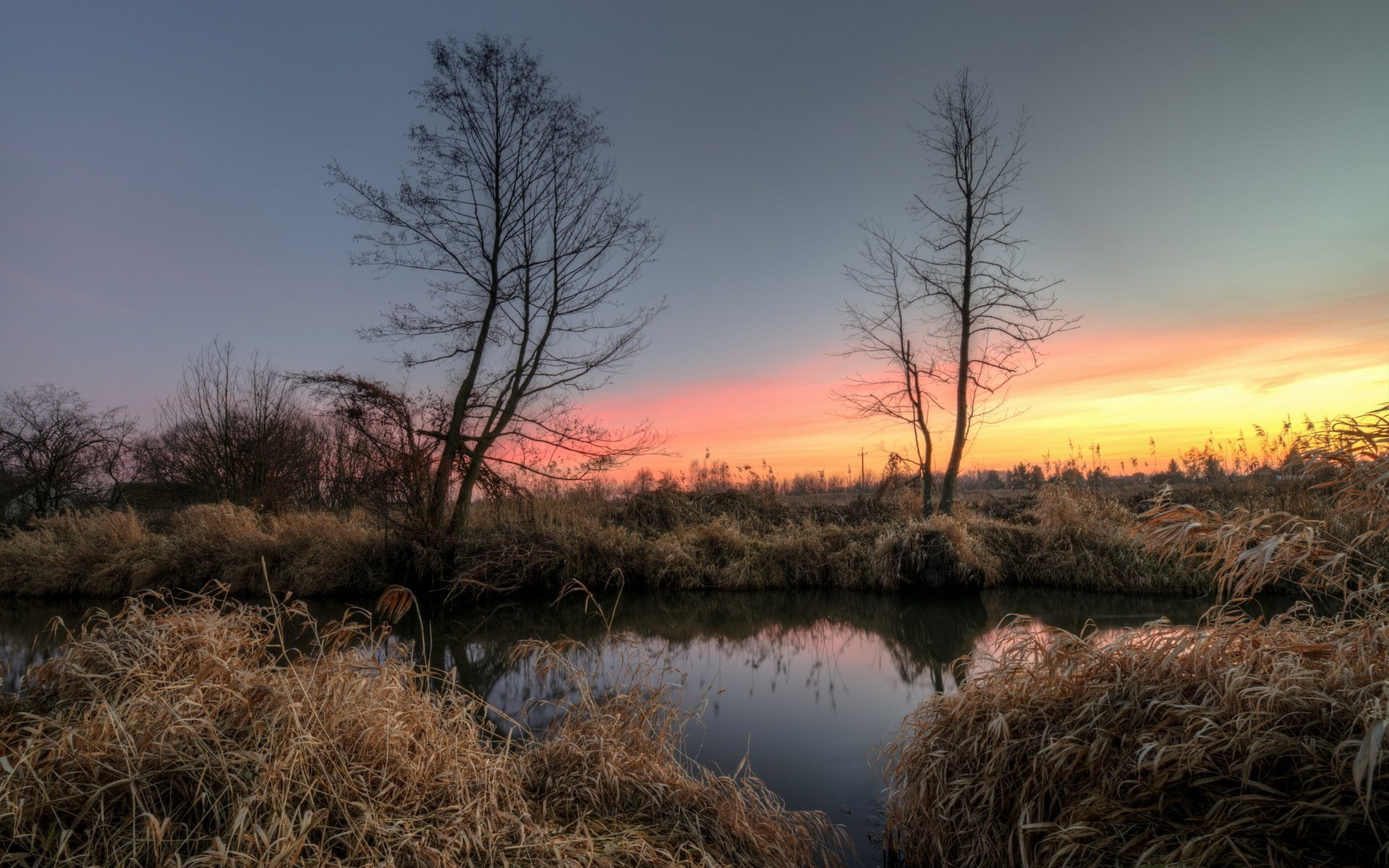 bäume see schilf morgen morgendämmerung