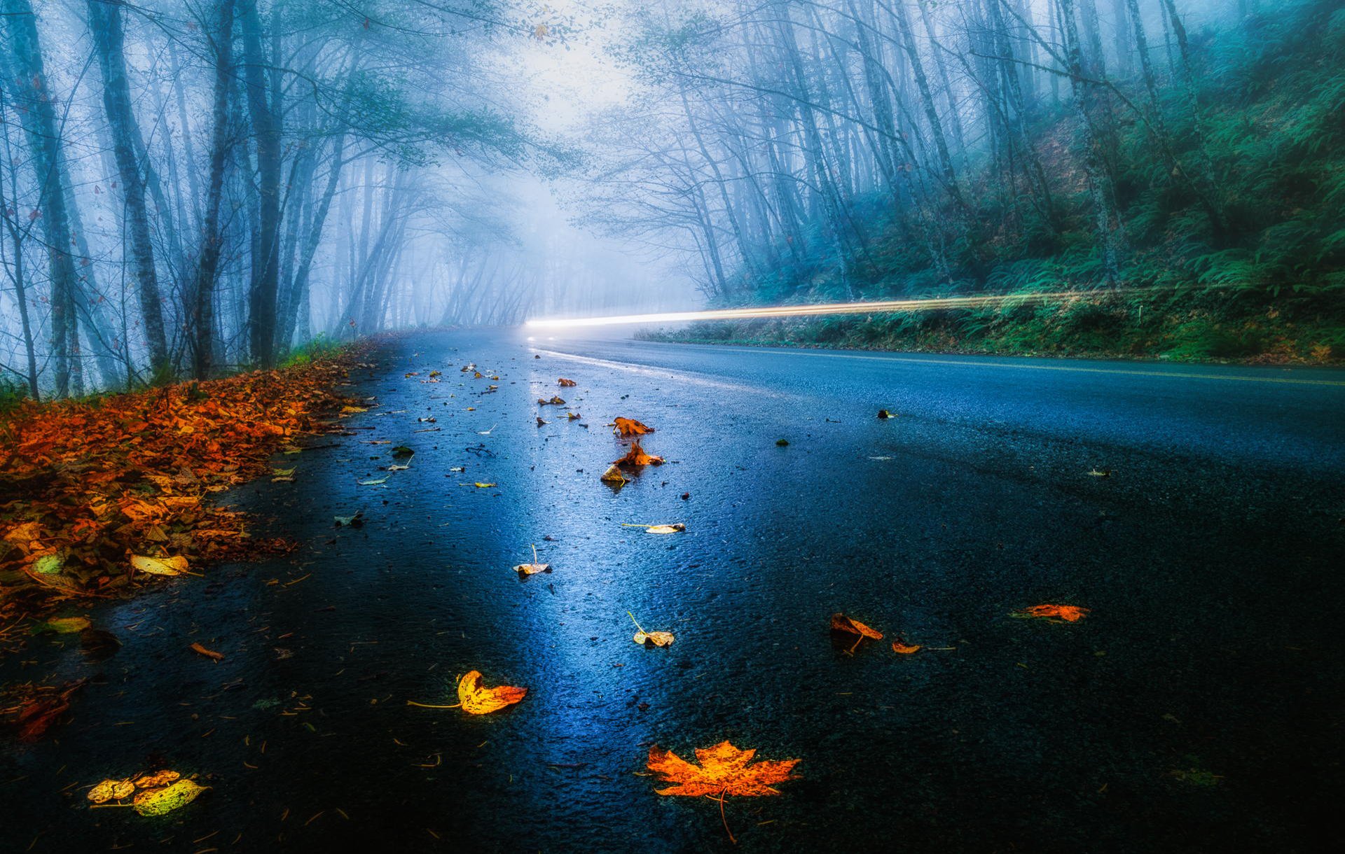 stati uniti strada autunno pioggia nebbia foglie foresta alberi auto fari luce esposizione