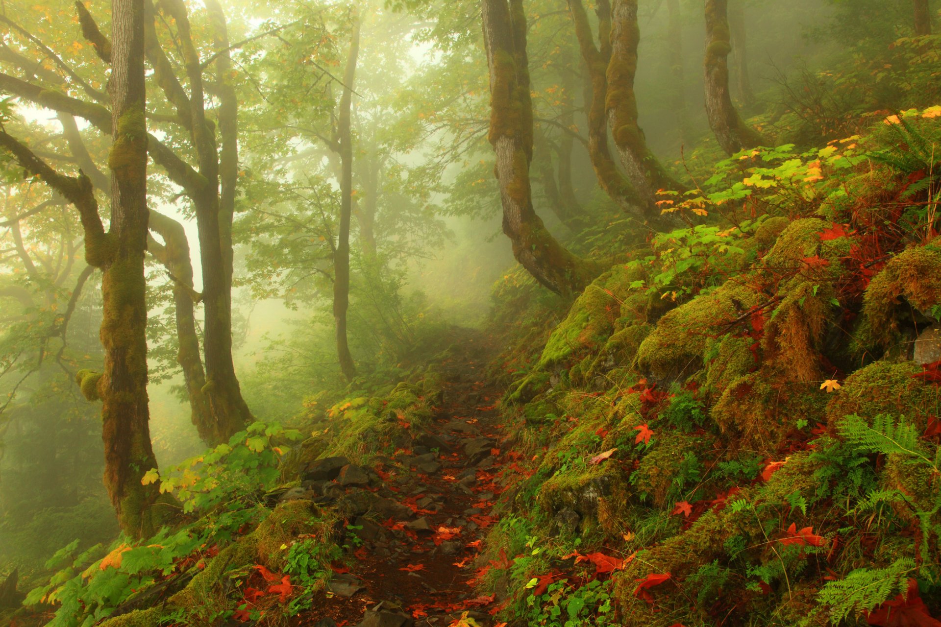 wald bäume laub steine nebel