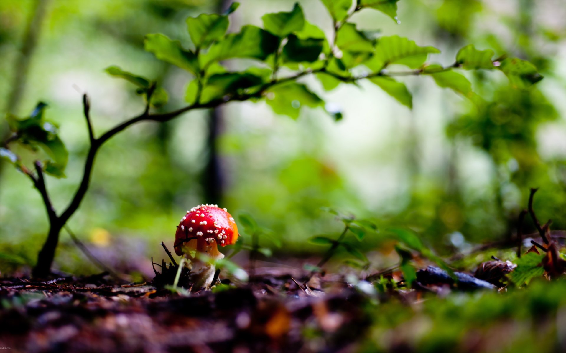 champignon forêt nature