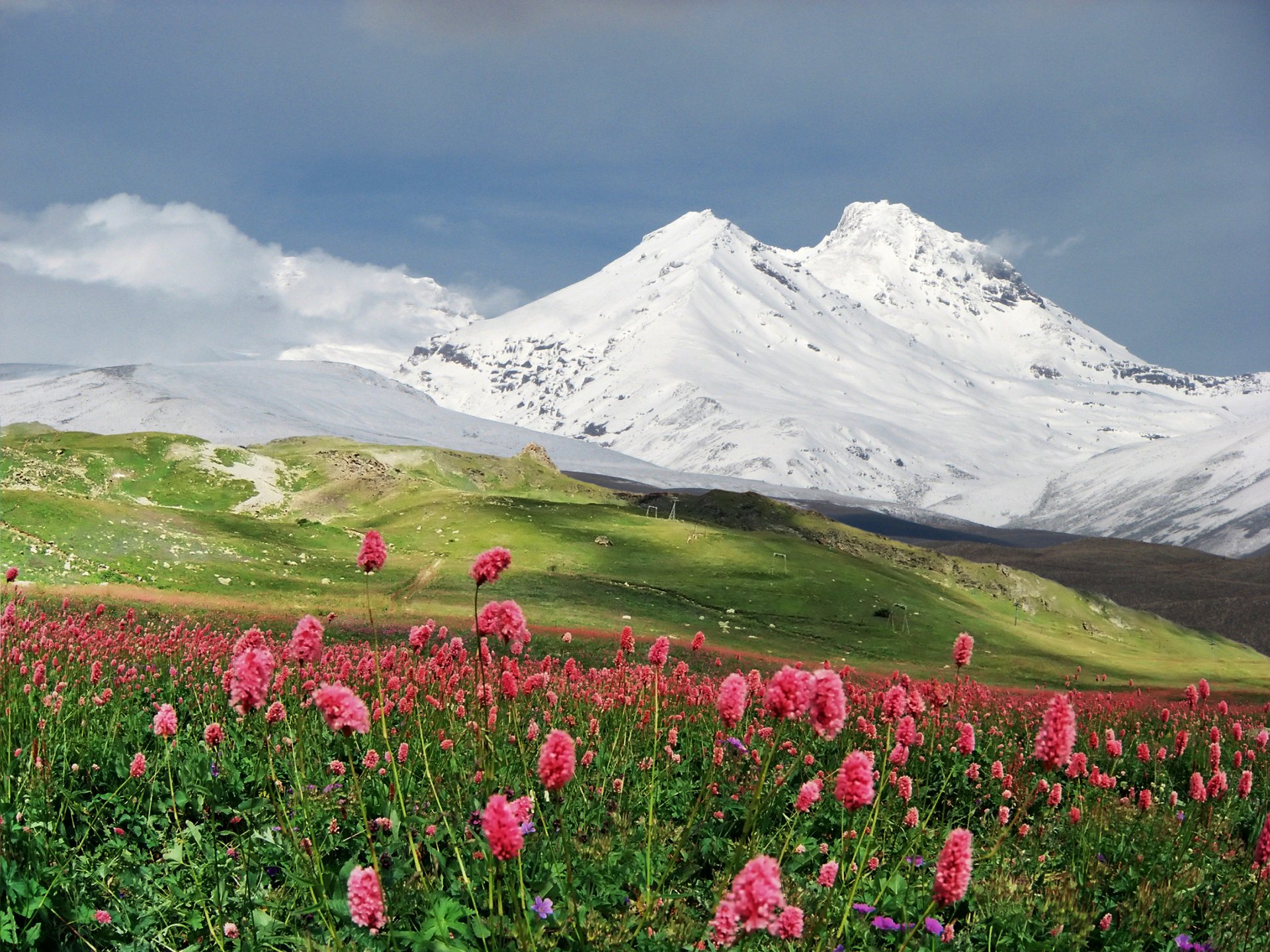 montagnes neige pré fleurs