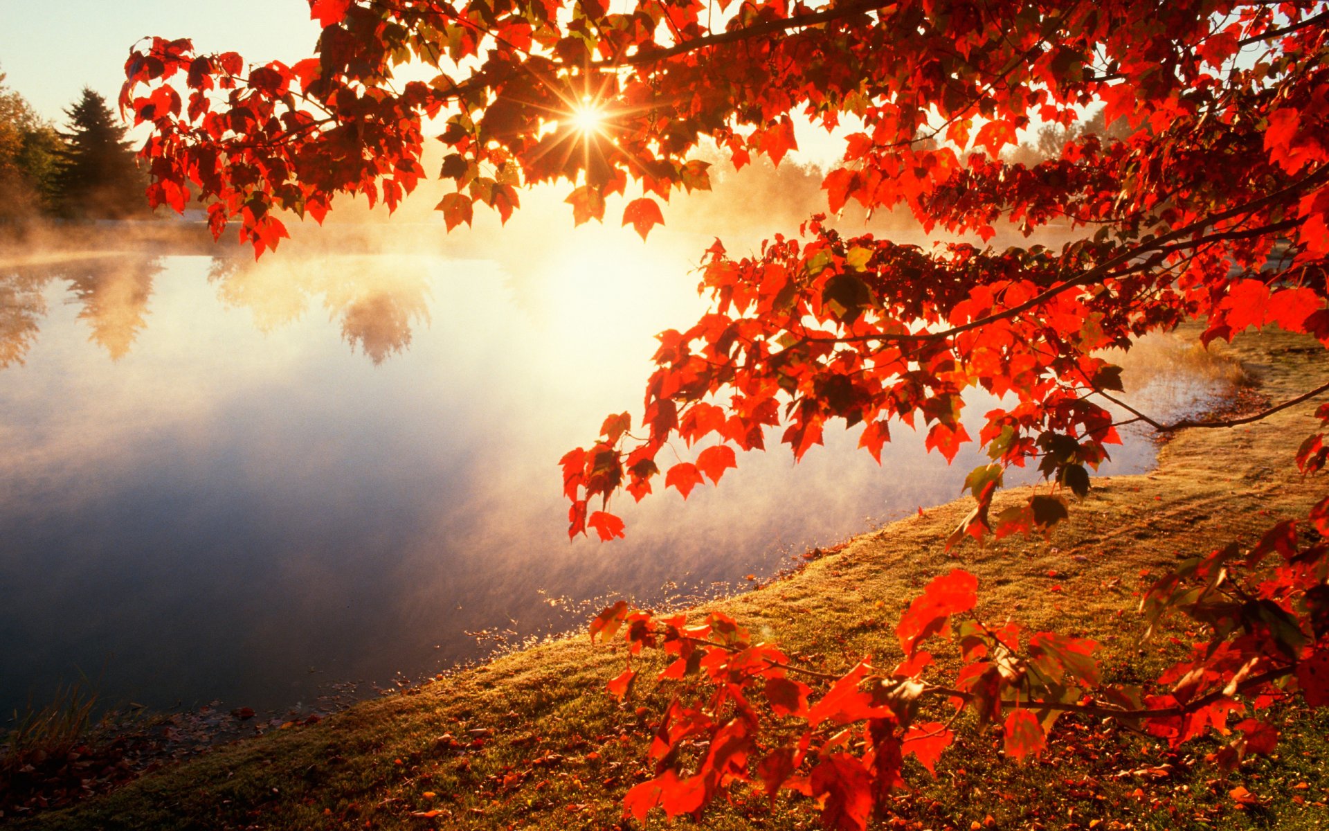 otoño río arce ramas hojas sol naturaleza foto