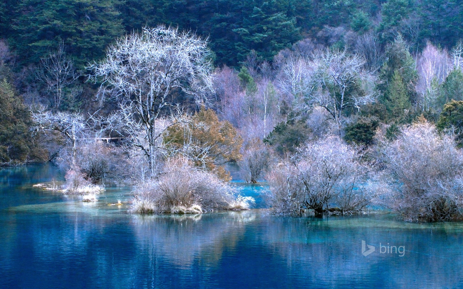 winter tree frost landscape water forest slope river gulf wallpaper