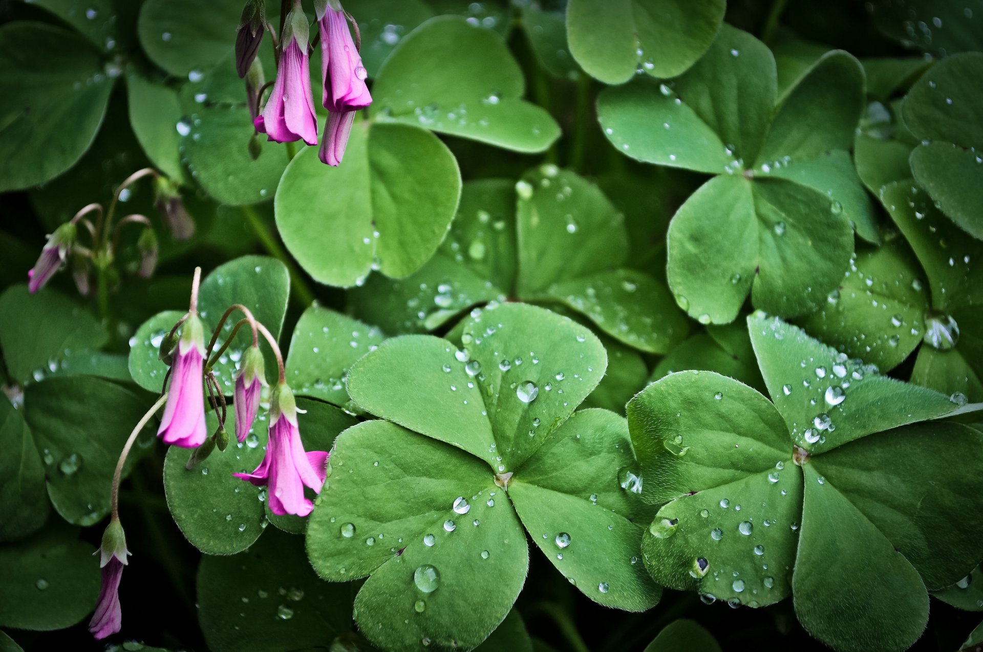 pianta foglie fiori rosa gocce d acqua rugiada