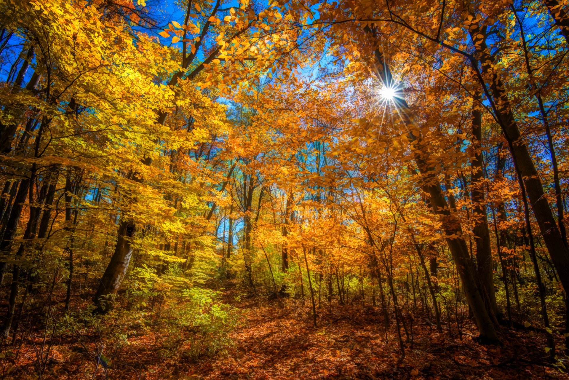 forêt arbres automne soleil rayons couleur lumineux