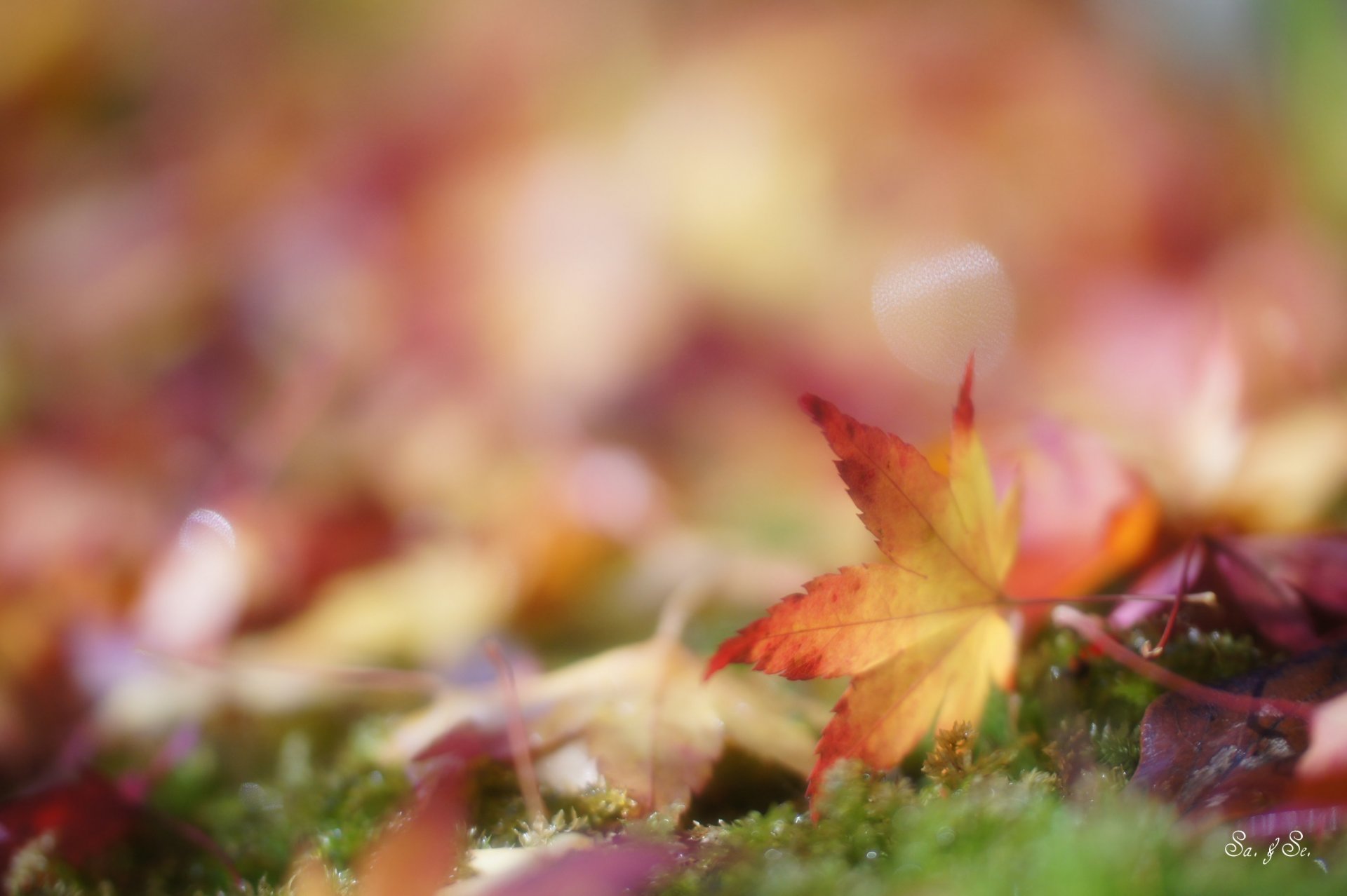 autunno erba foglie cadute gialle abbagliamento