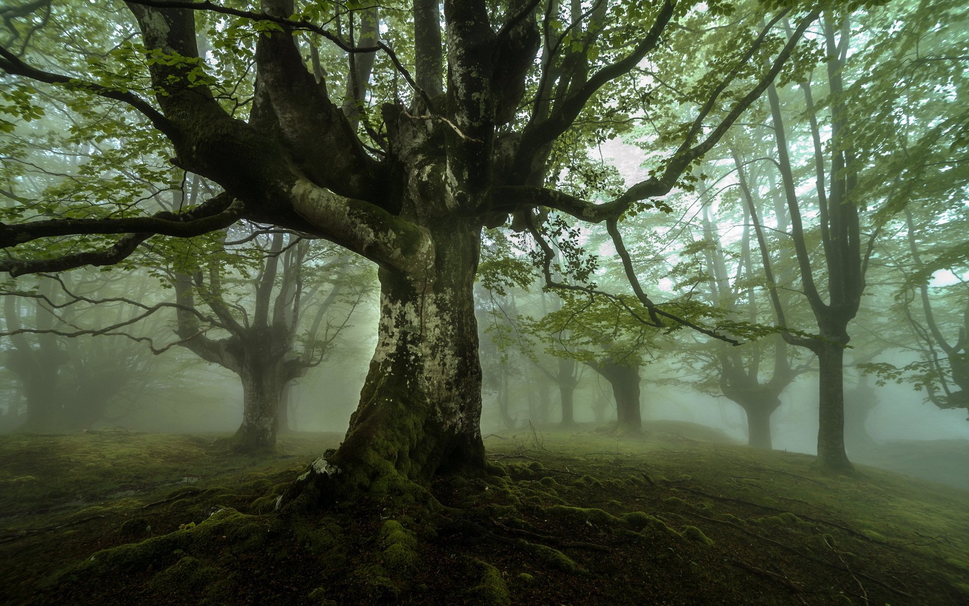 arbre brouillard paysage nature